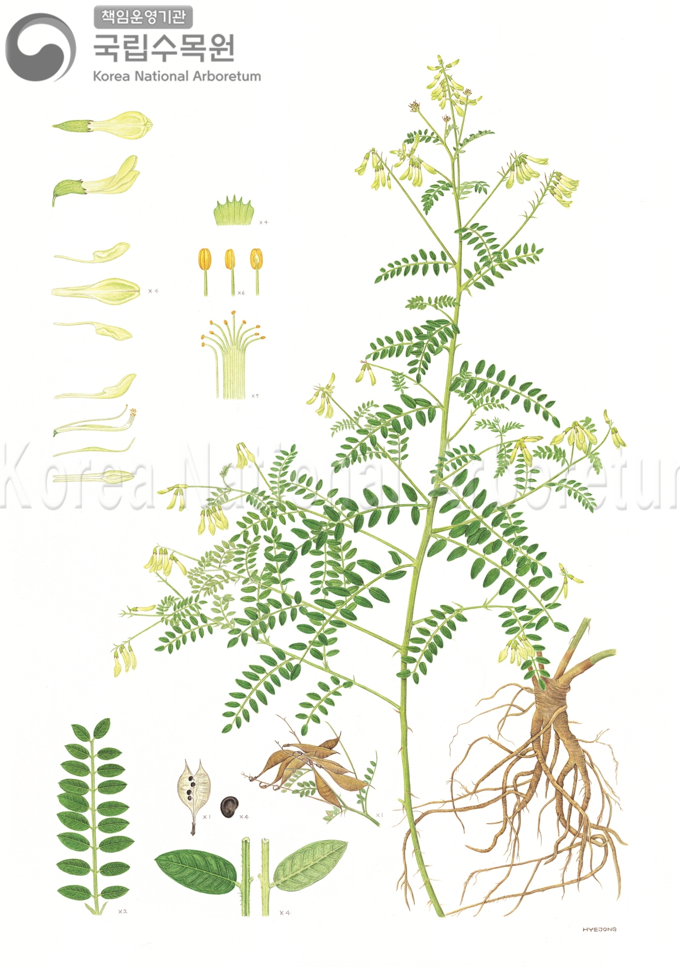 Plant Illustration Detailed View