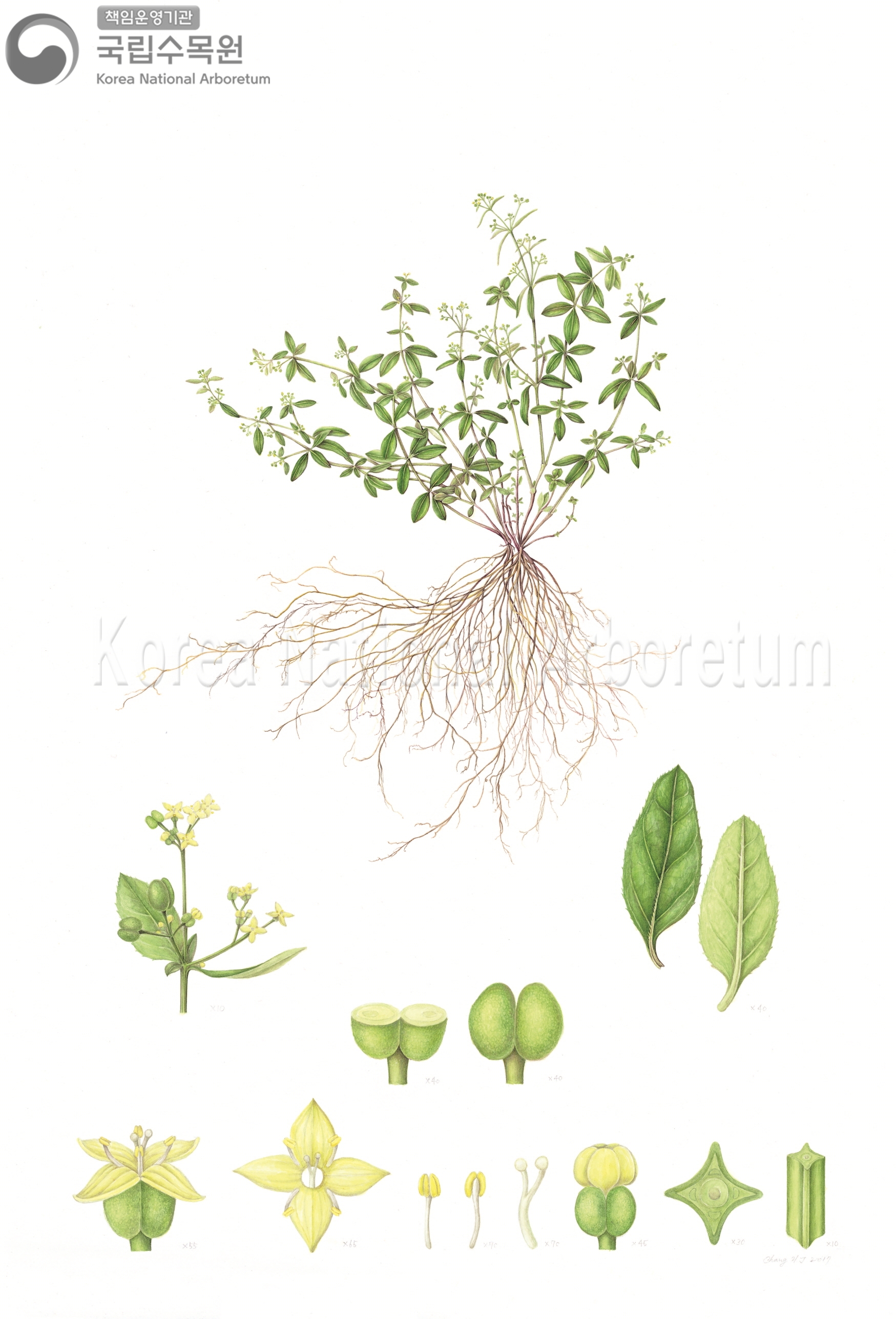 Plant Illustration Detailed View