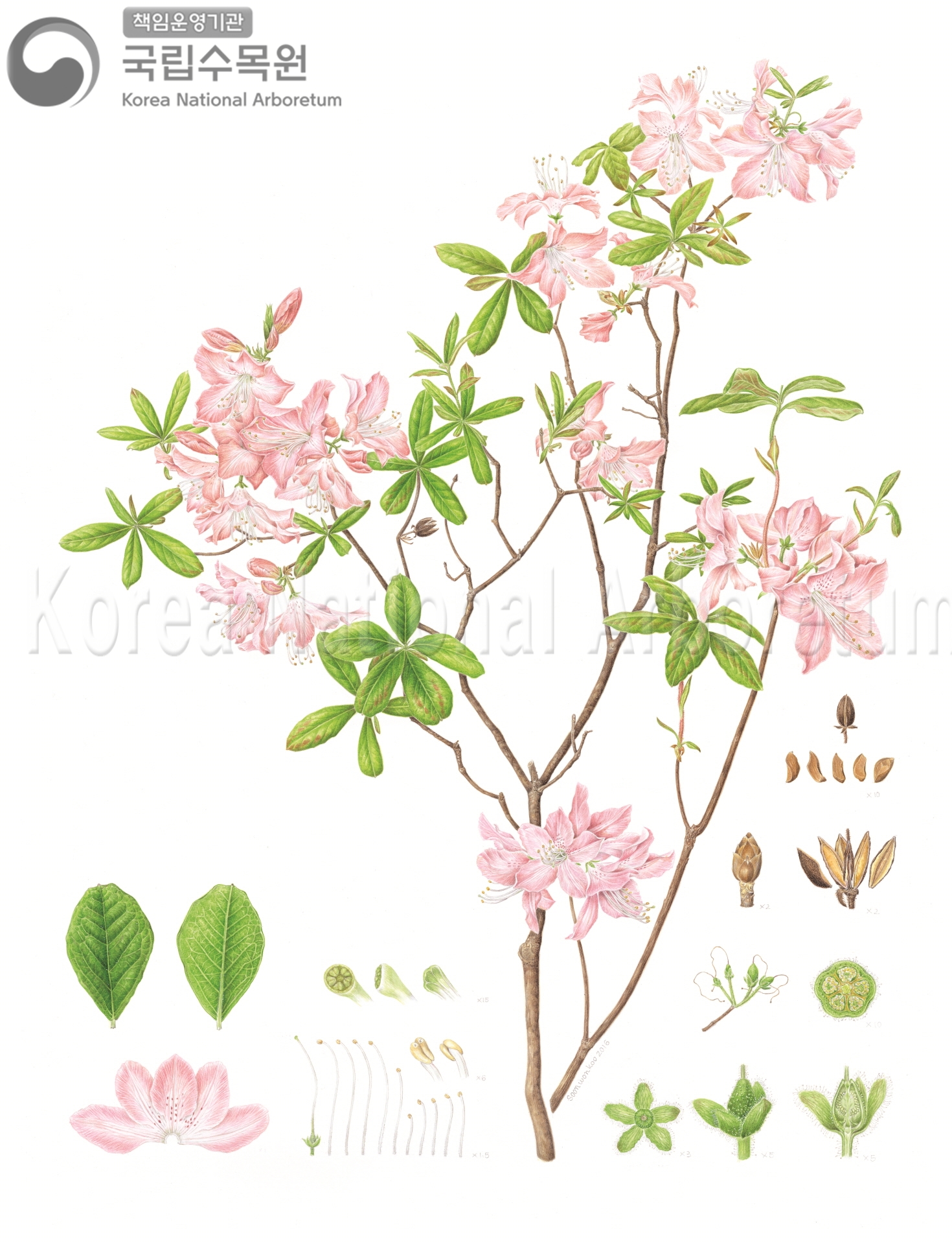 Plant Illustration Detailed View