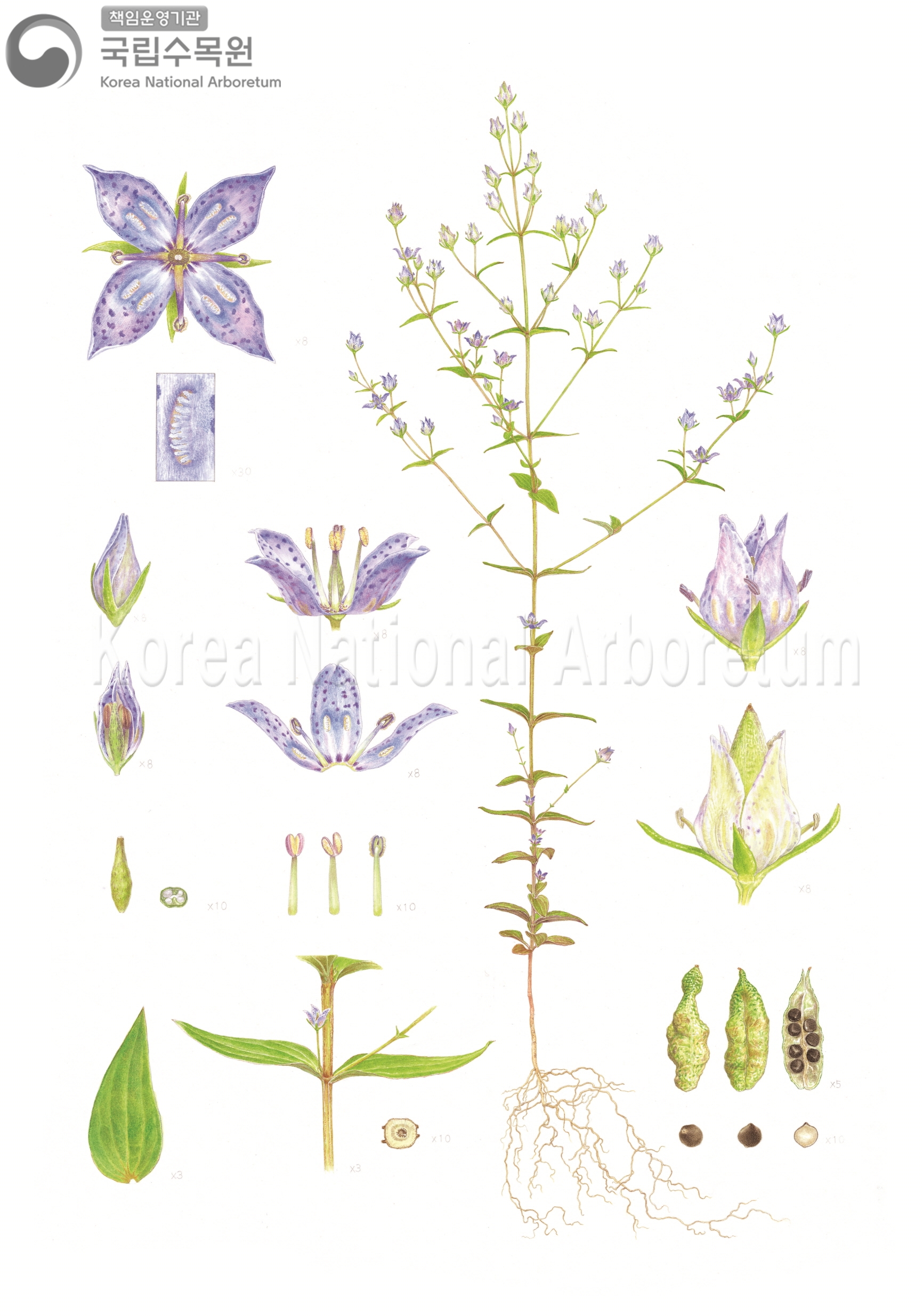 Plant Illustration Detailed View