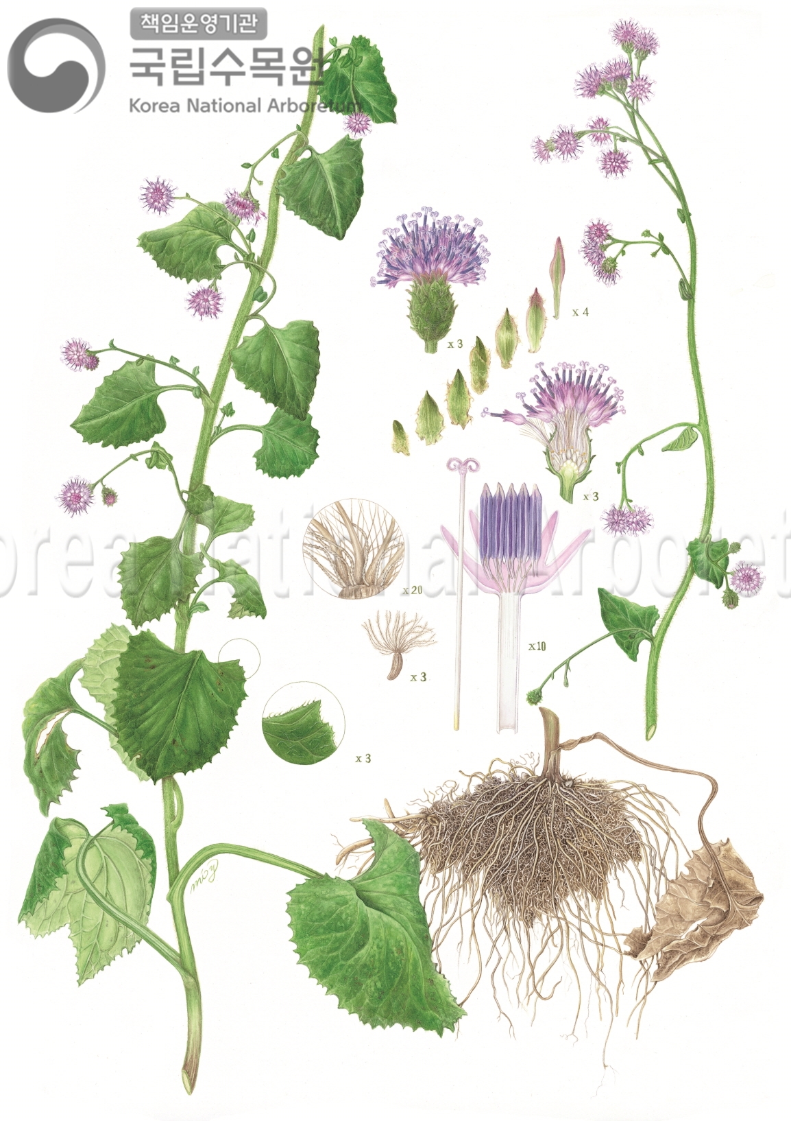 Plant Illustration Detailed View