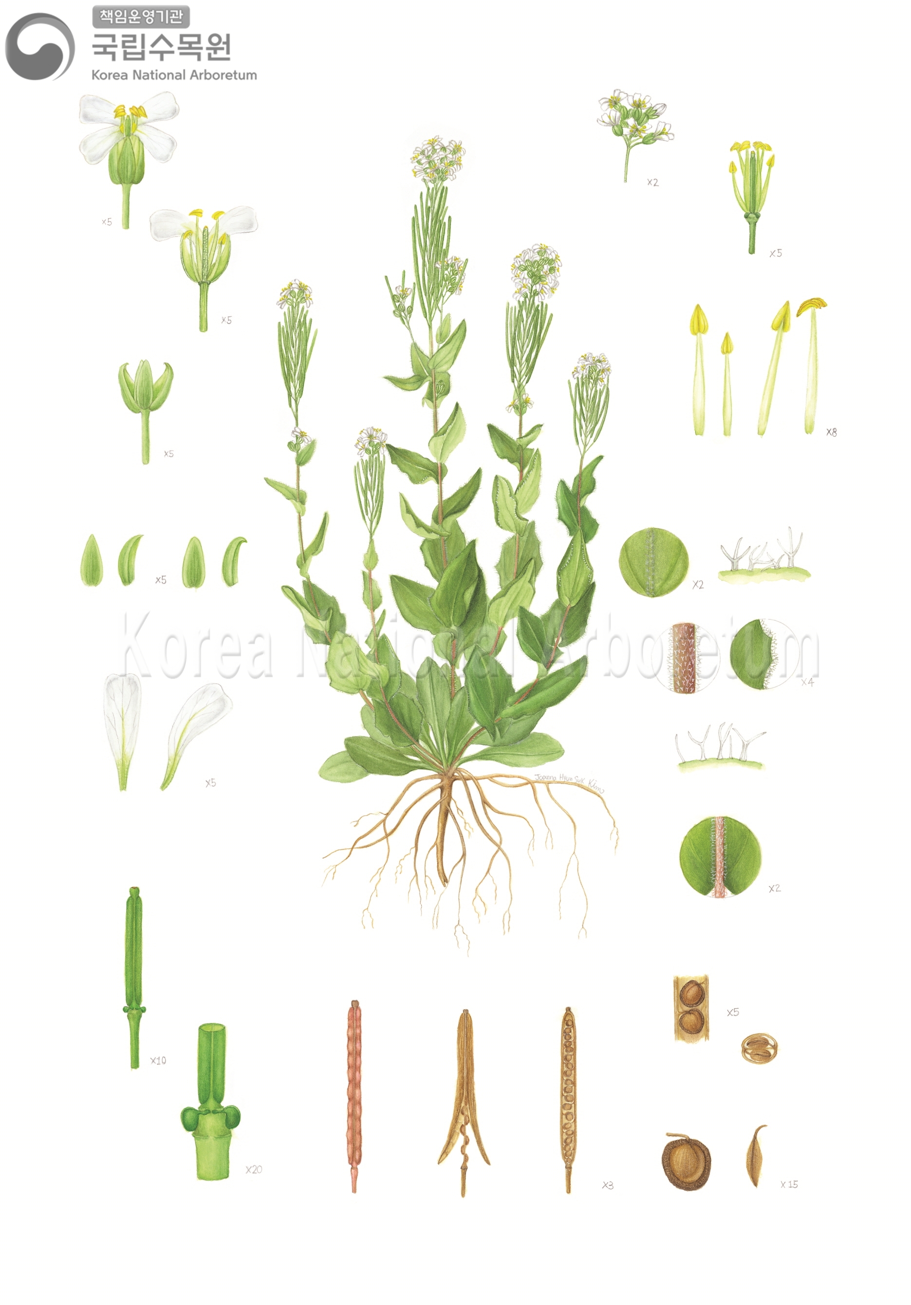 Plant Illustration Detailed View