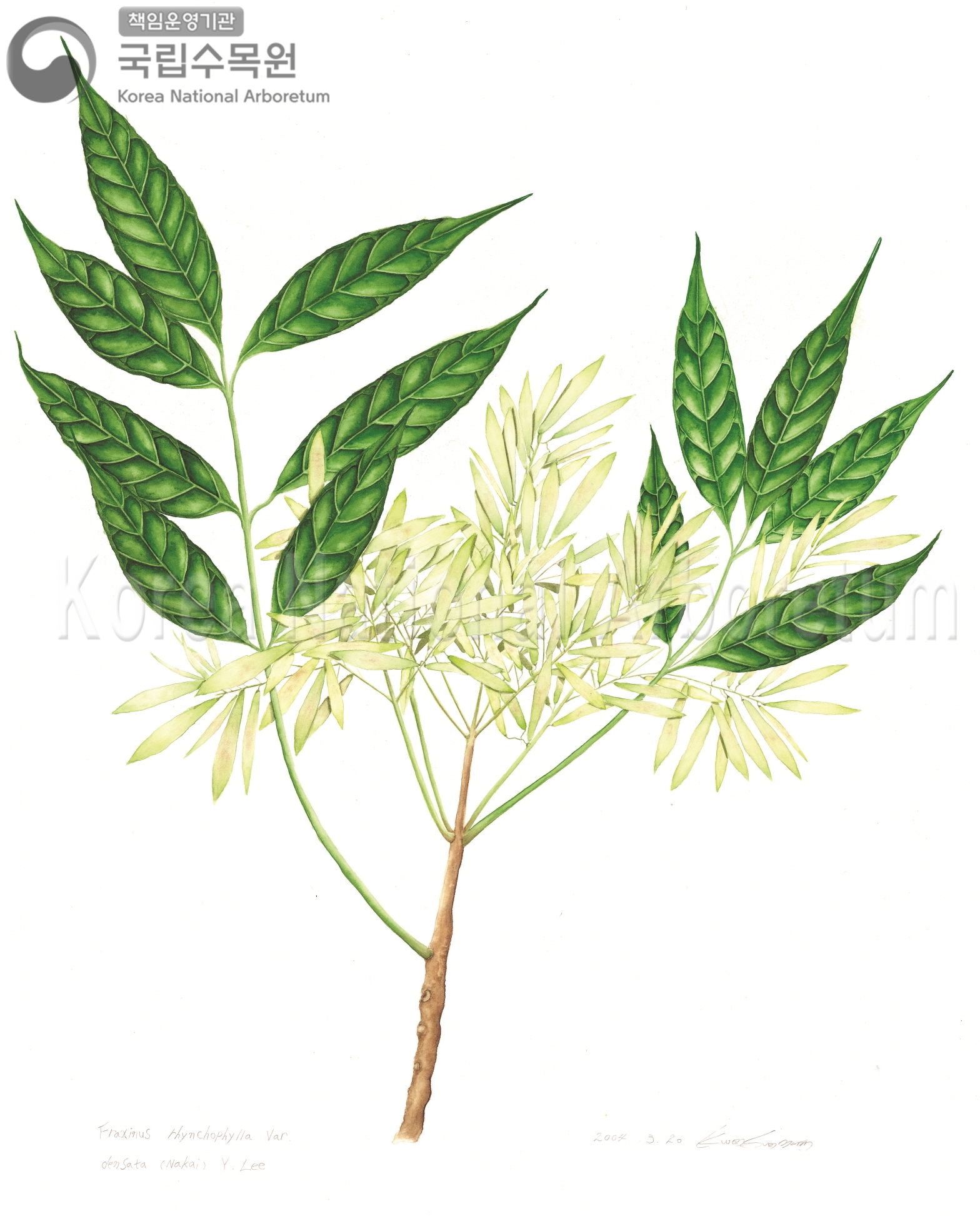 Plant Illustration Detailed View