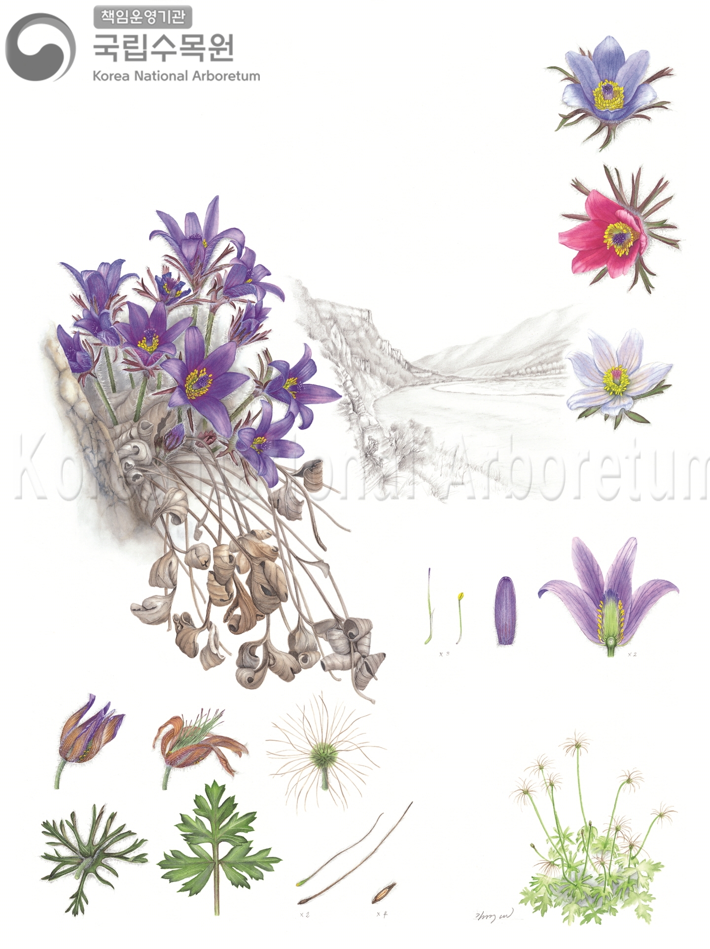 Plant Illustration Detailed View