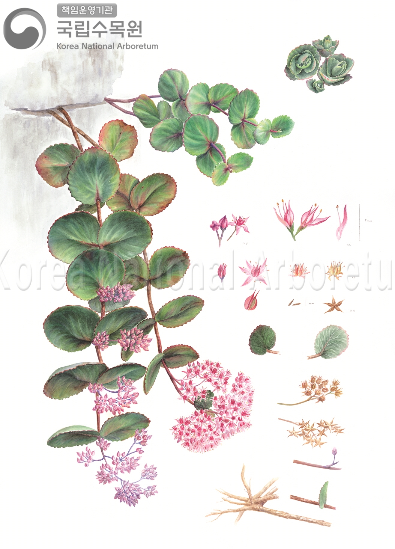 Plant Illustration Detailed View