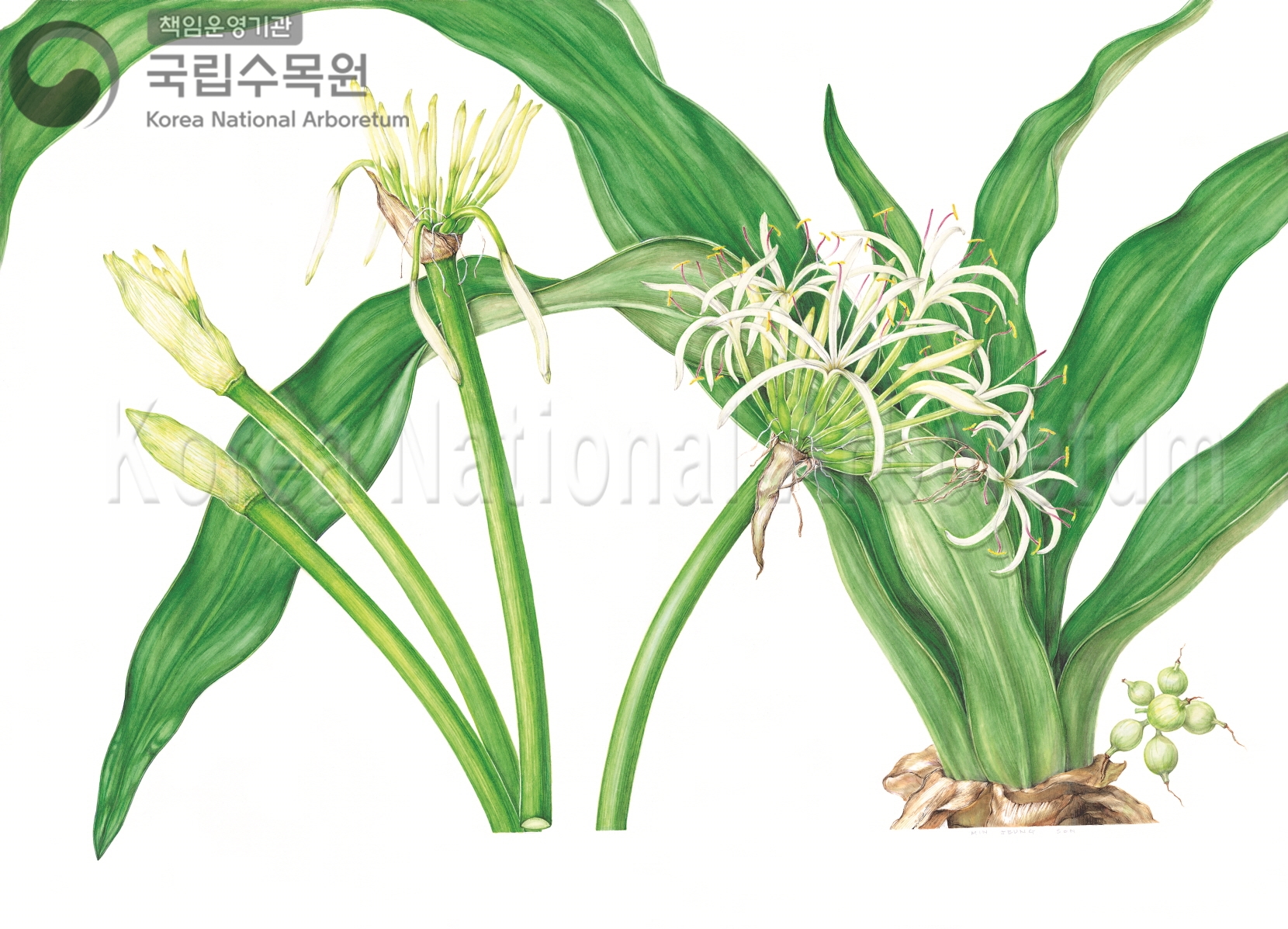 Plant Illustration Detailed View