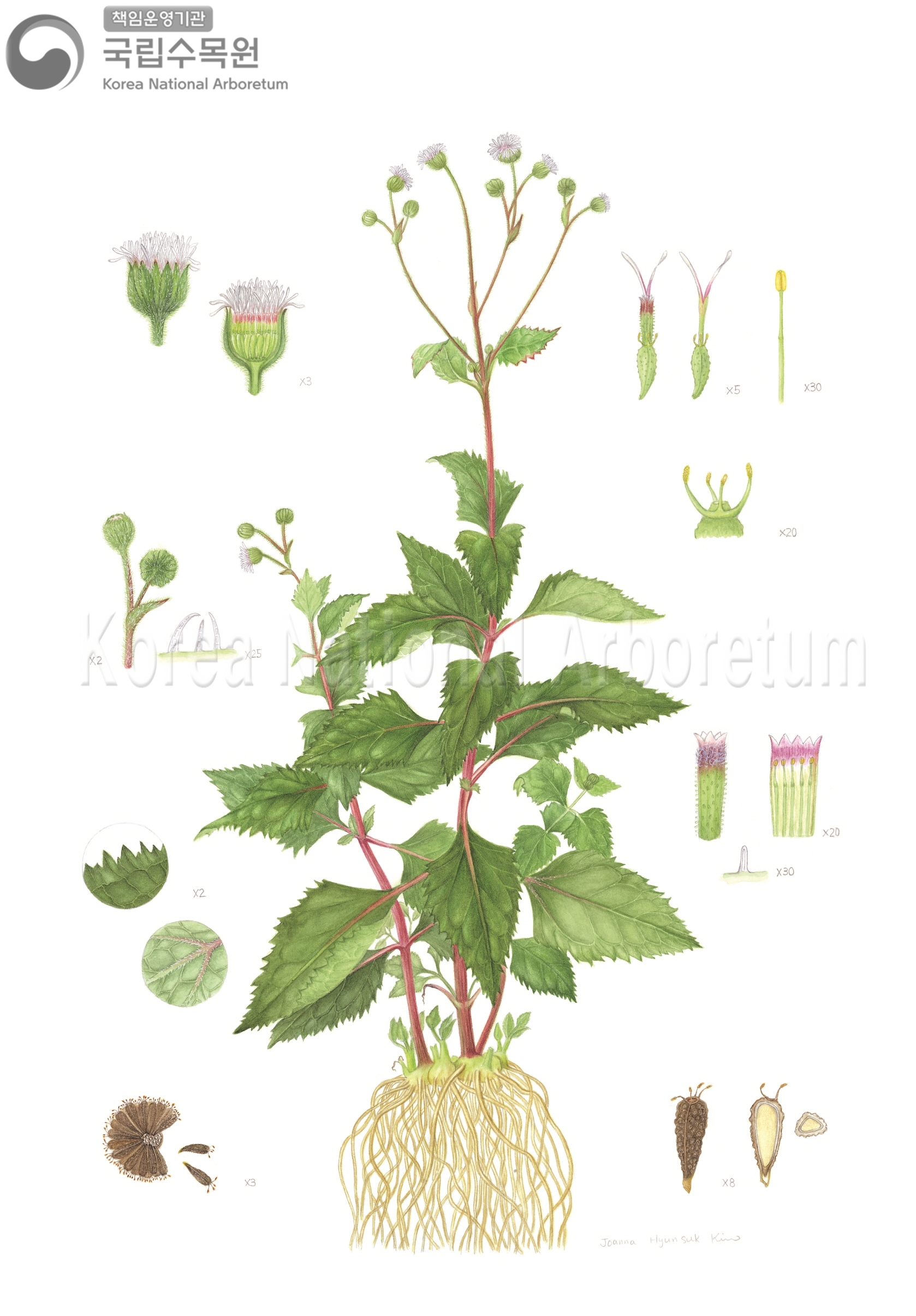 Plant Illustration Detailed View