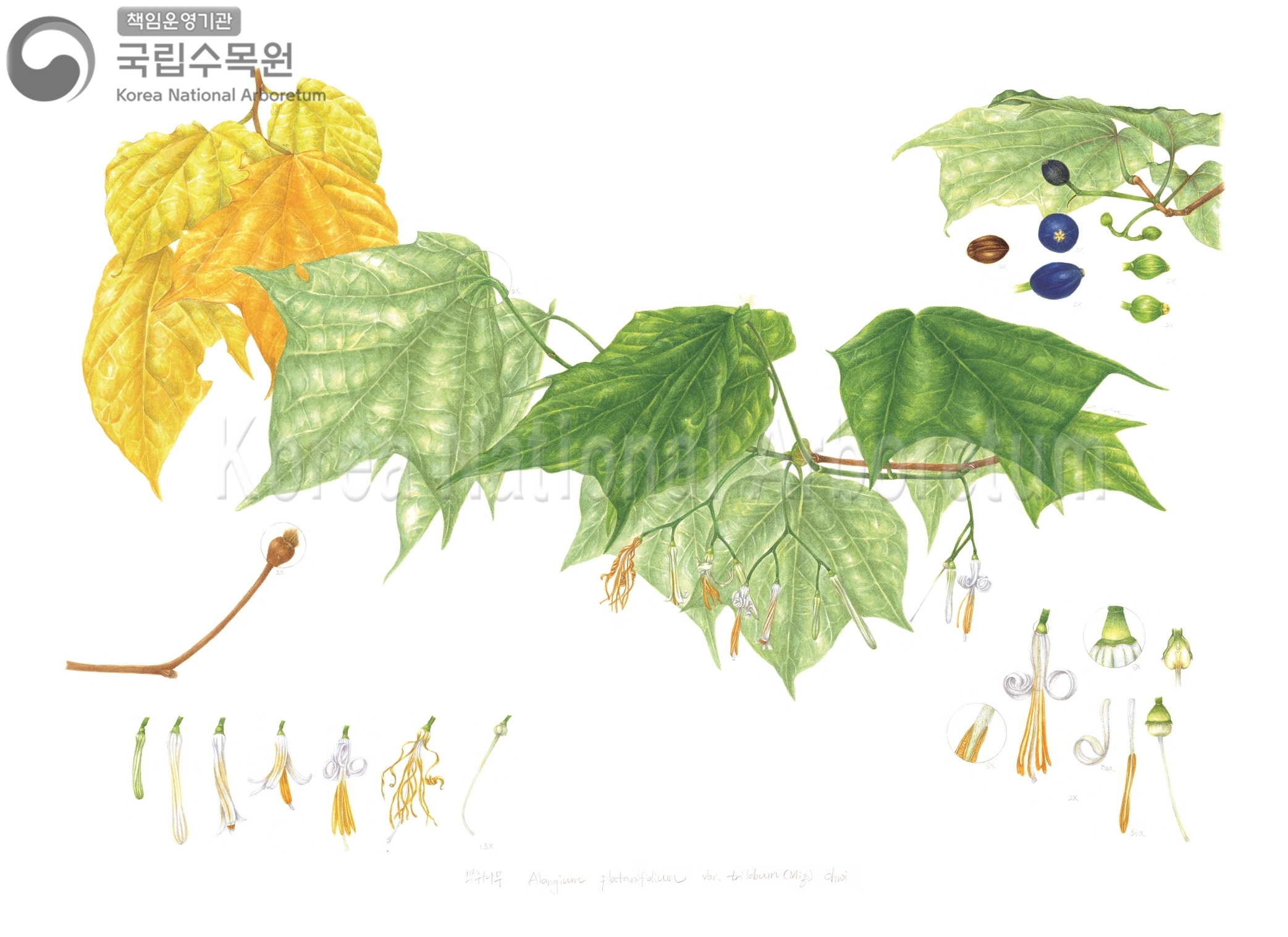 Plant Illustration Detailed View