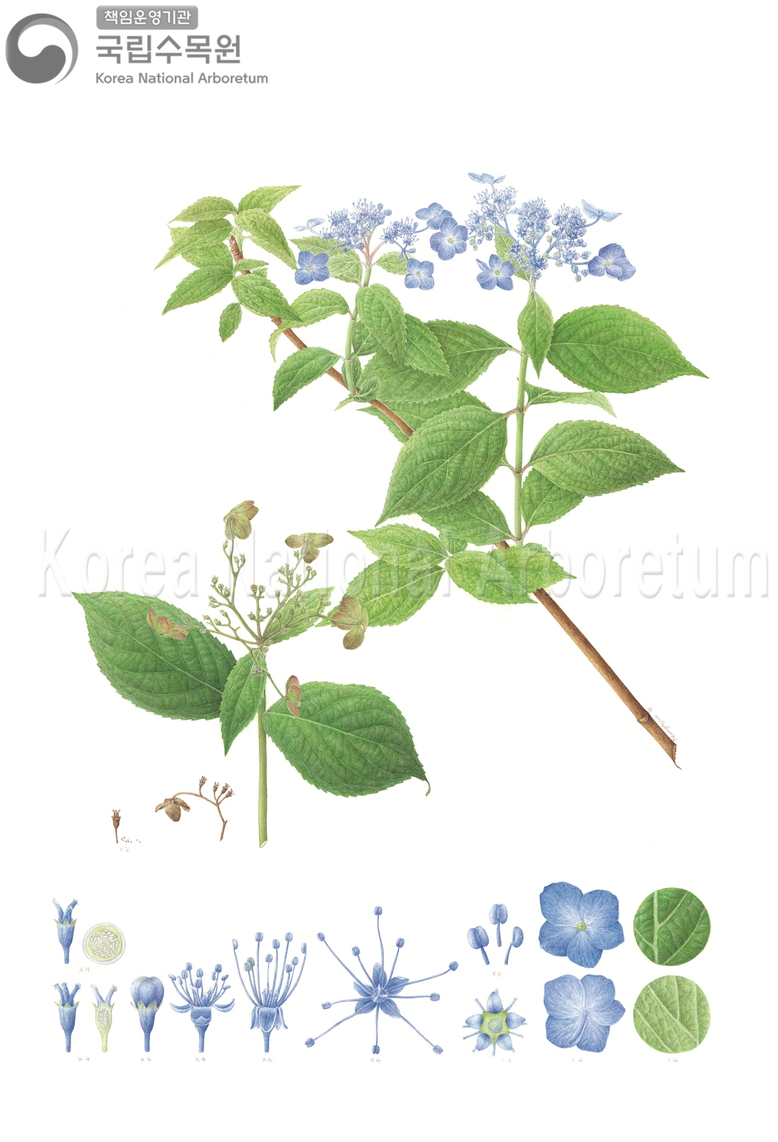 Plant Illustration Detailed View