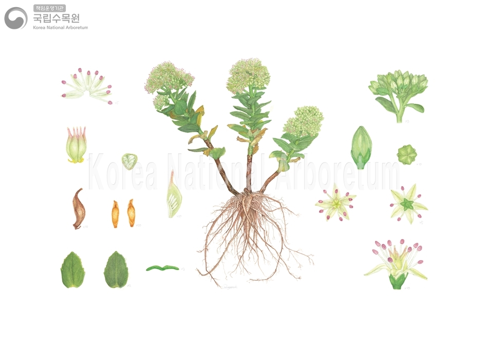 Plant Illustration Detailed View