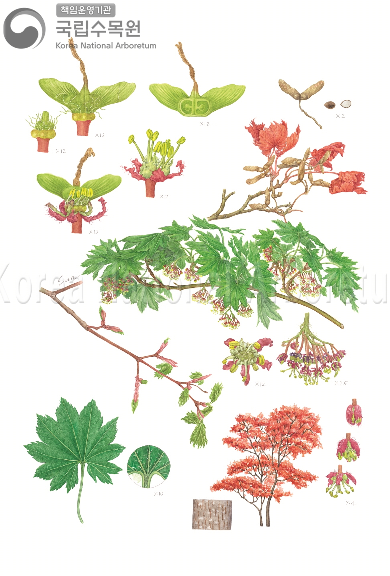 Plant Illustration Detailed View