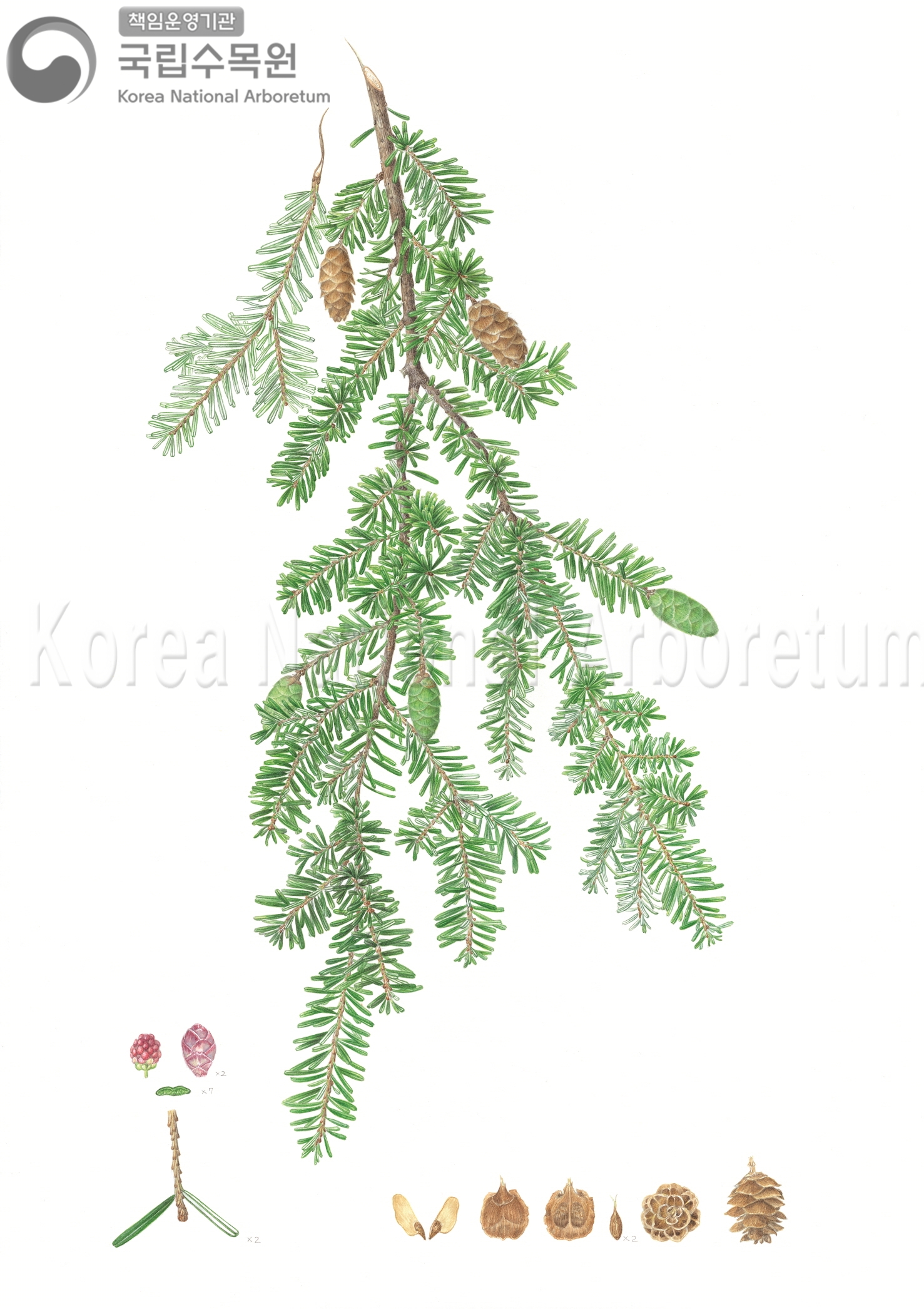 Plant Illustration Detailed View