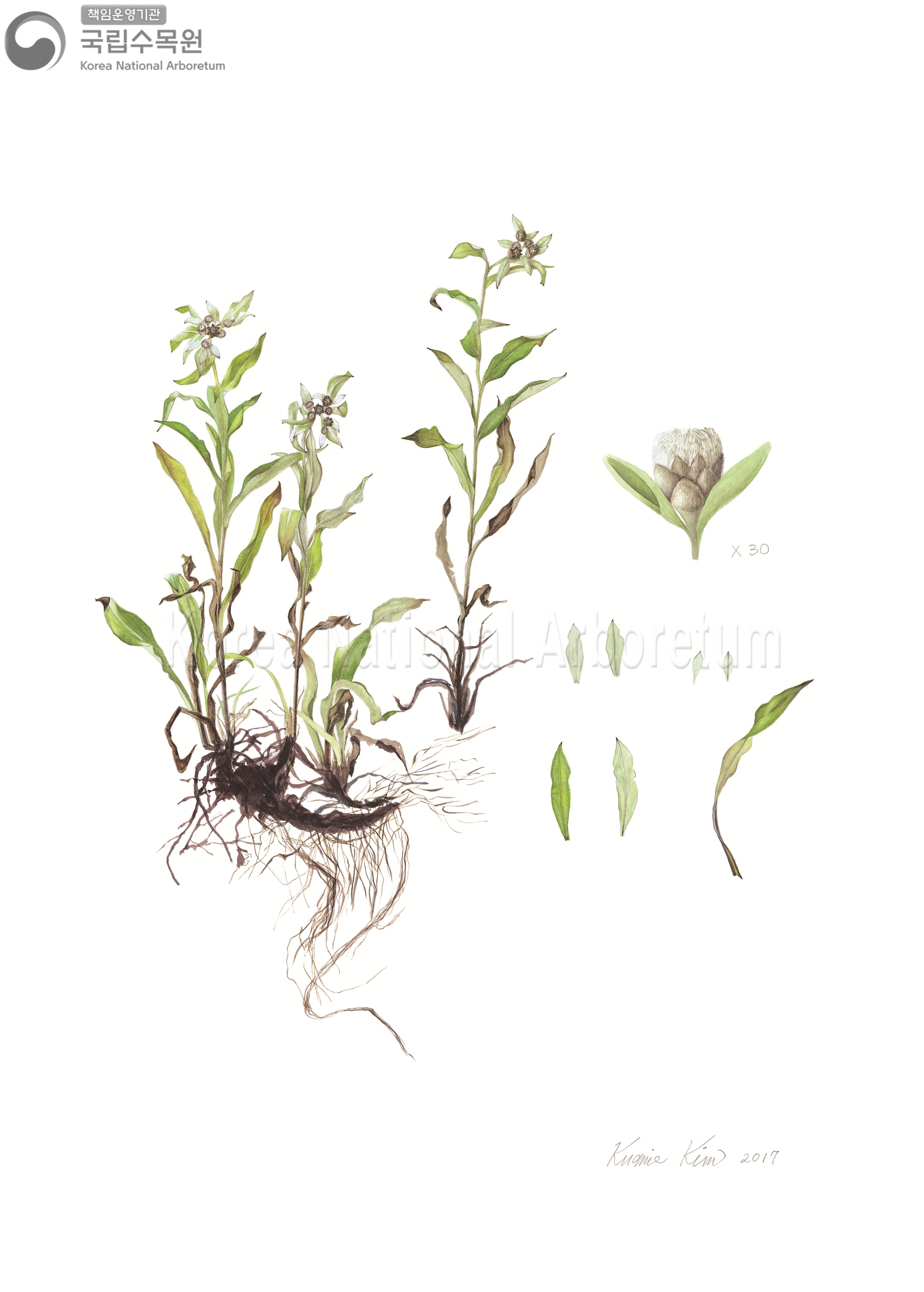 Plant Illustration Detailed View