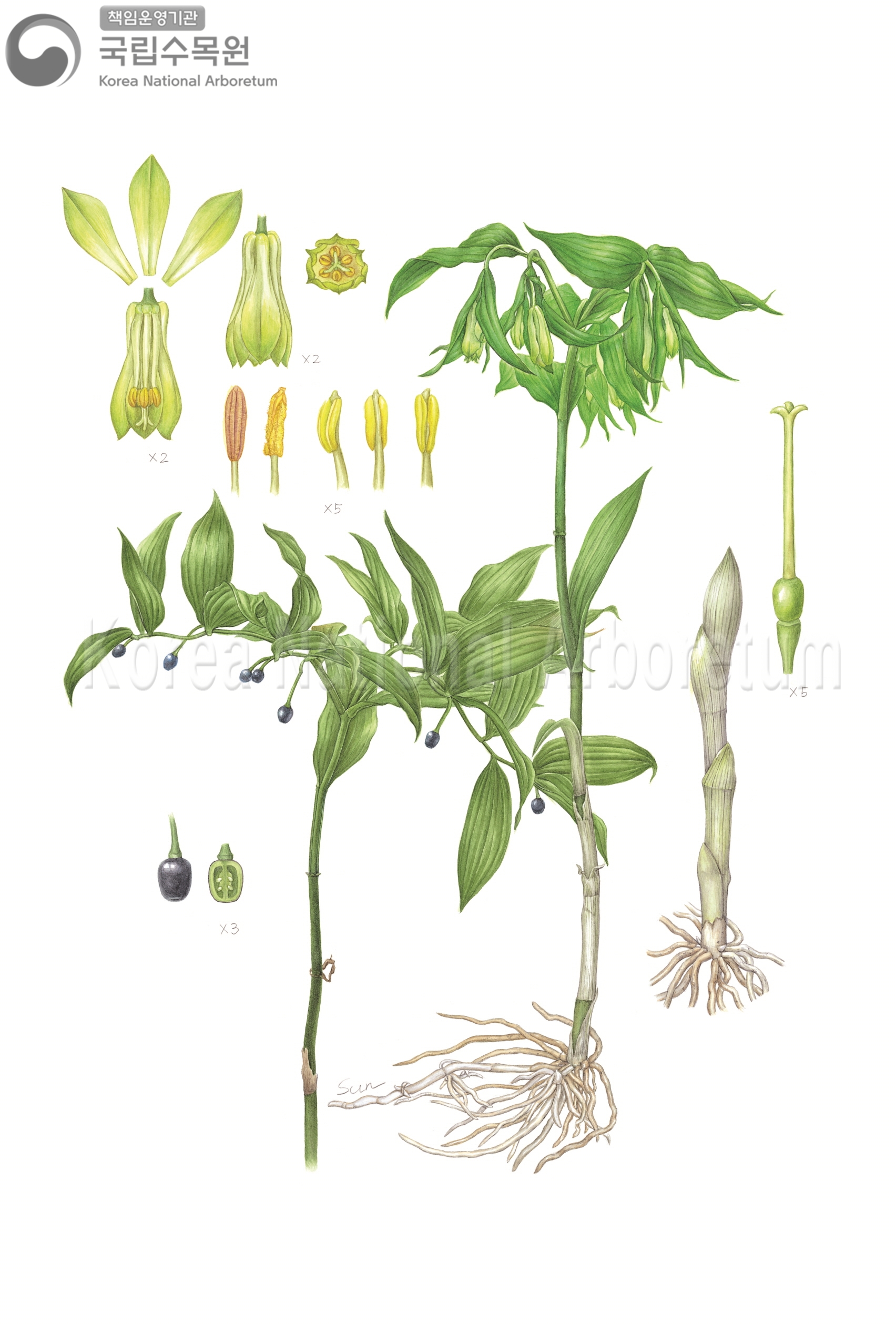 Plant Illustration Detailed View