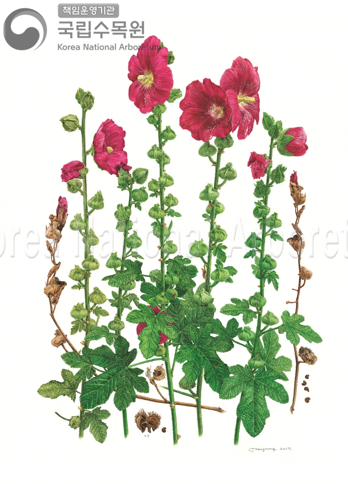 Plant Illustration Detailed View