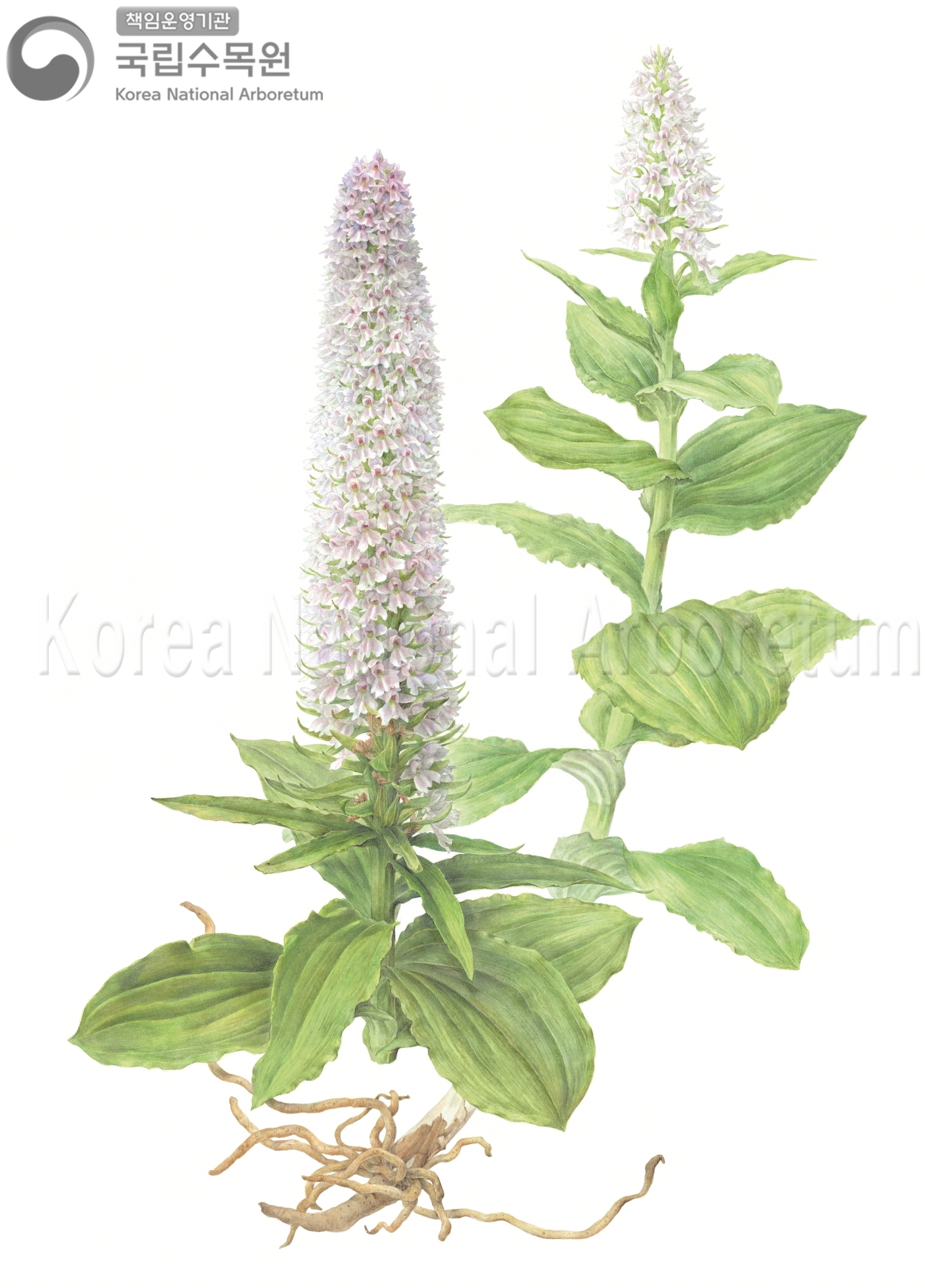 Plant Illustration Detailed View