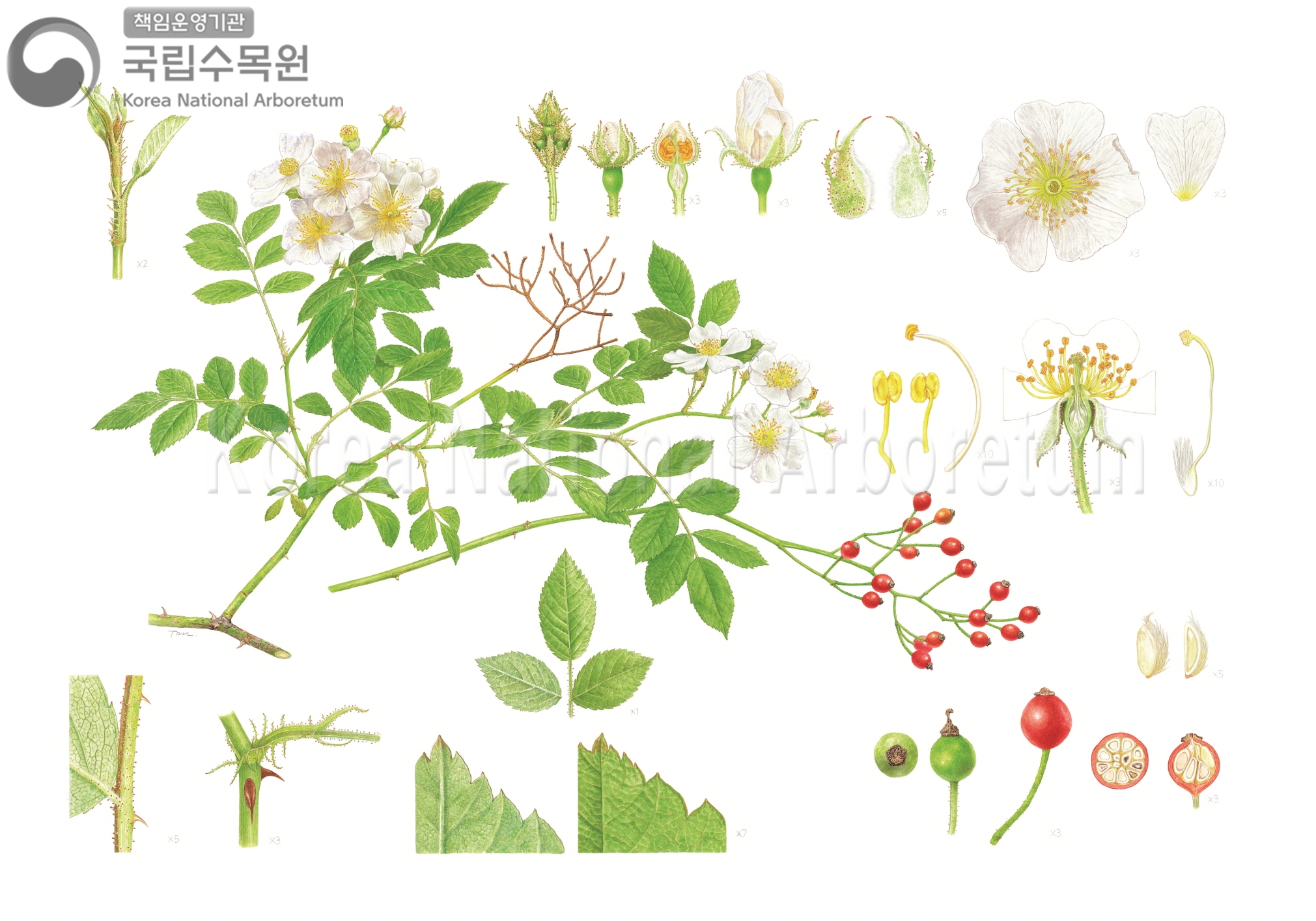 Plant Illustration Detailed View