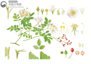 찔레꽃 세밀화이미지