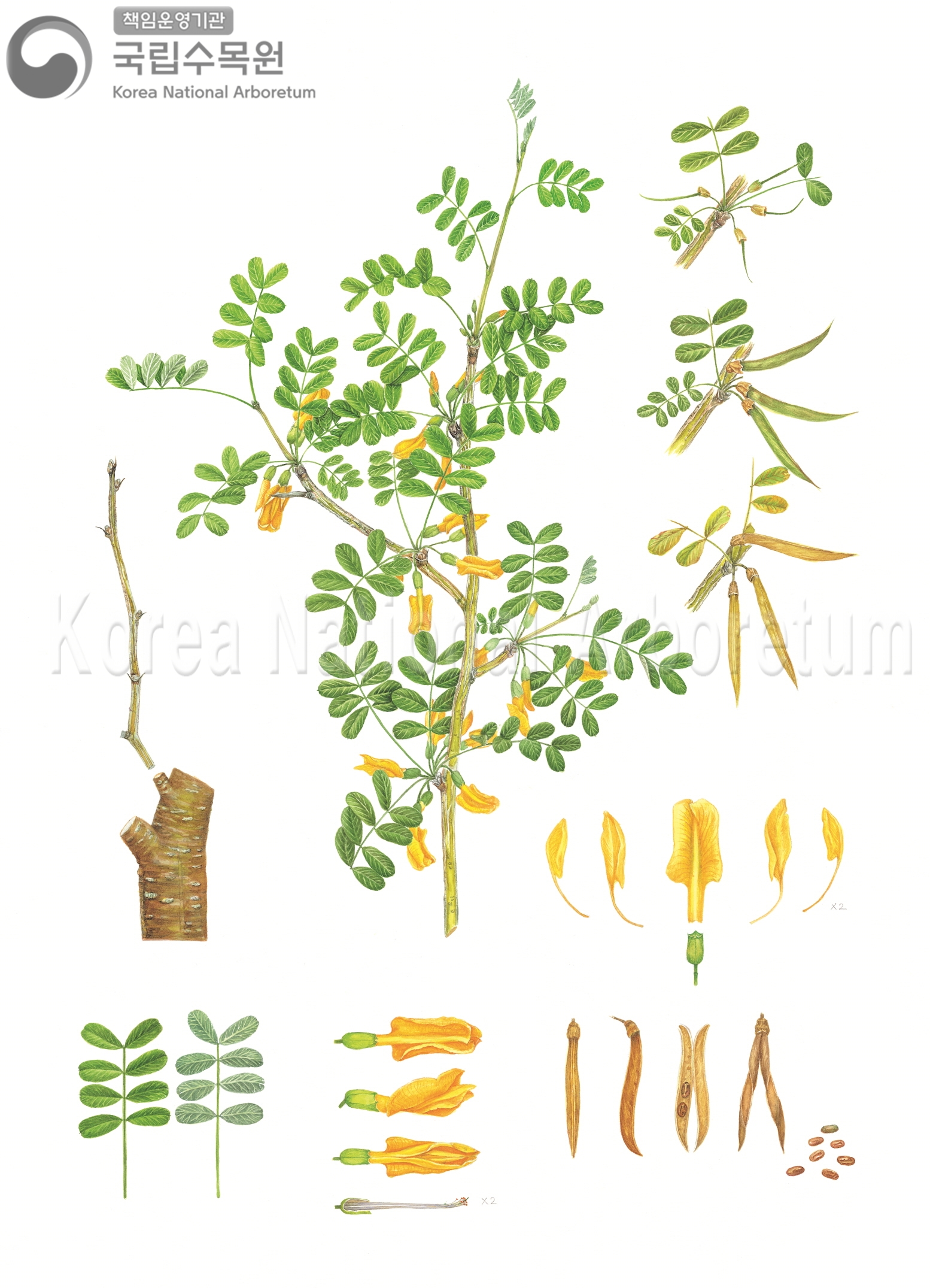 Plant Illustration Detailed View