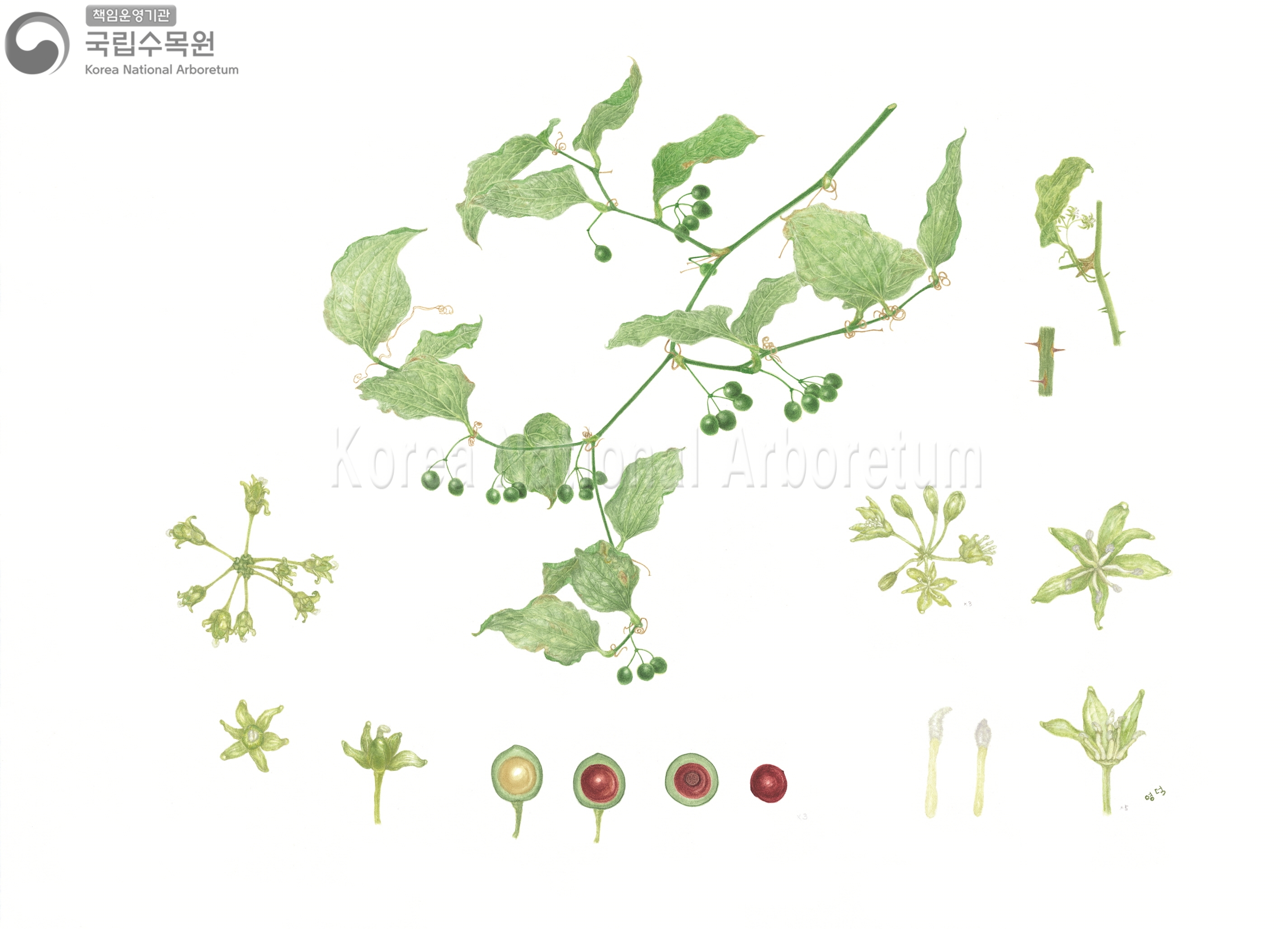 Plant Illustration Detailed View