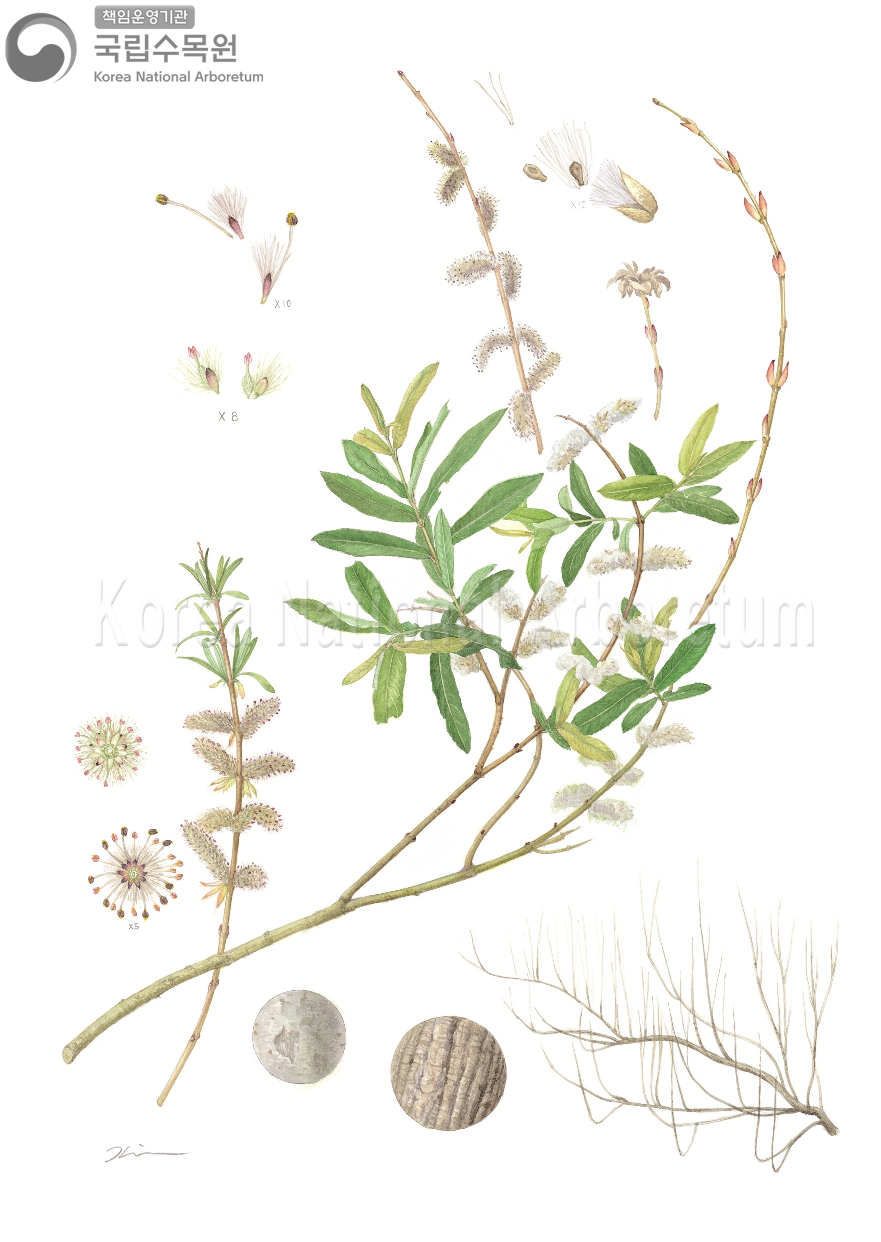 Plant Illustration Detailed View