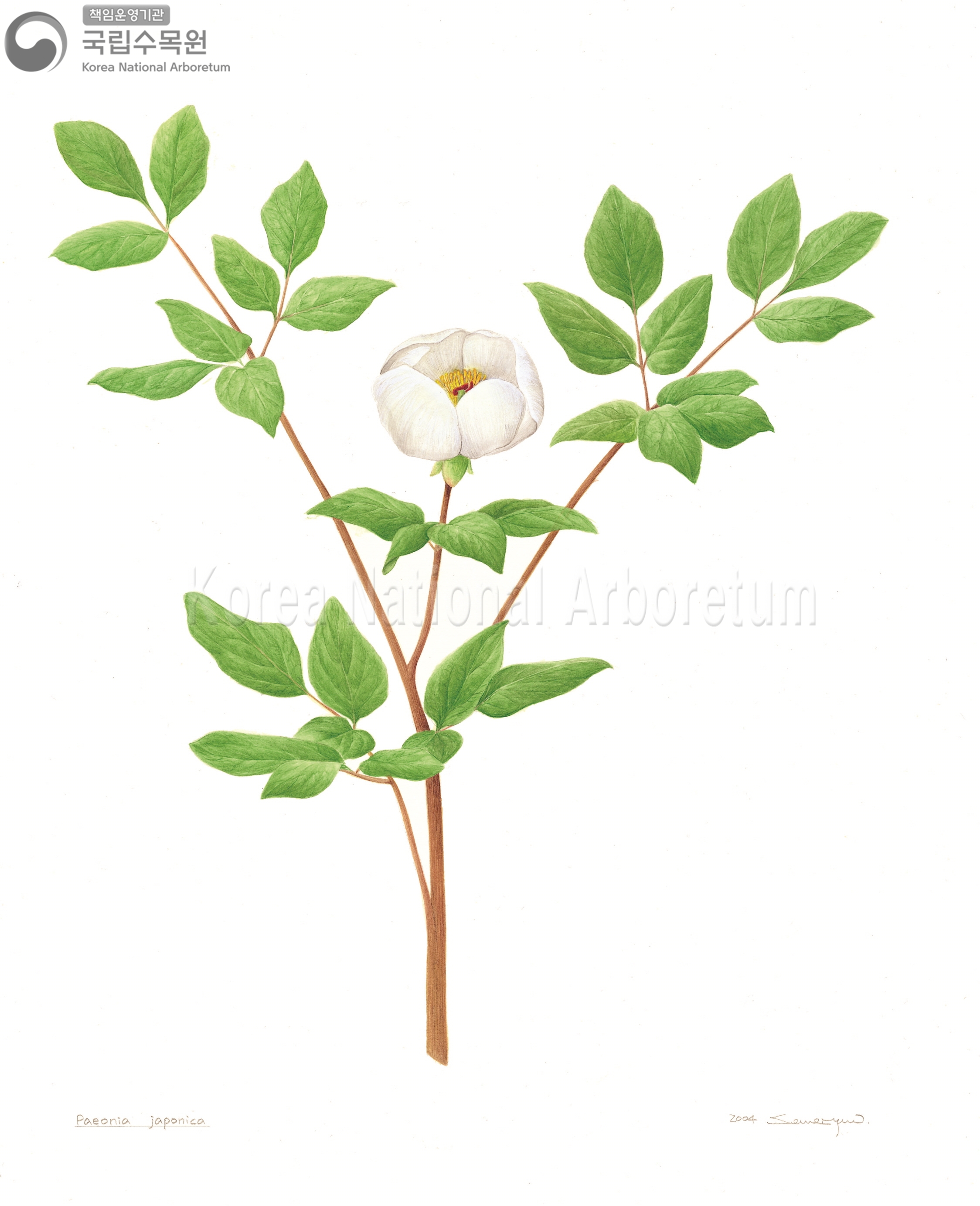 Plant Illustration Detailed View