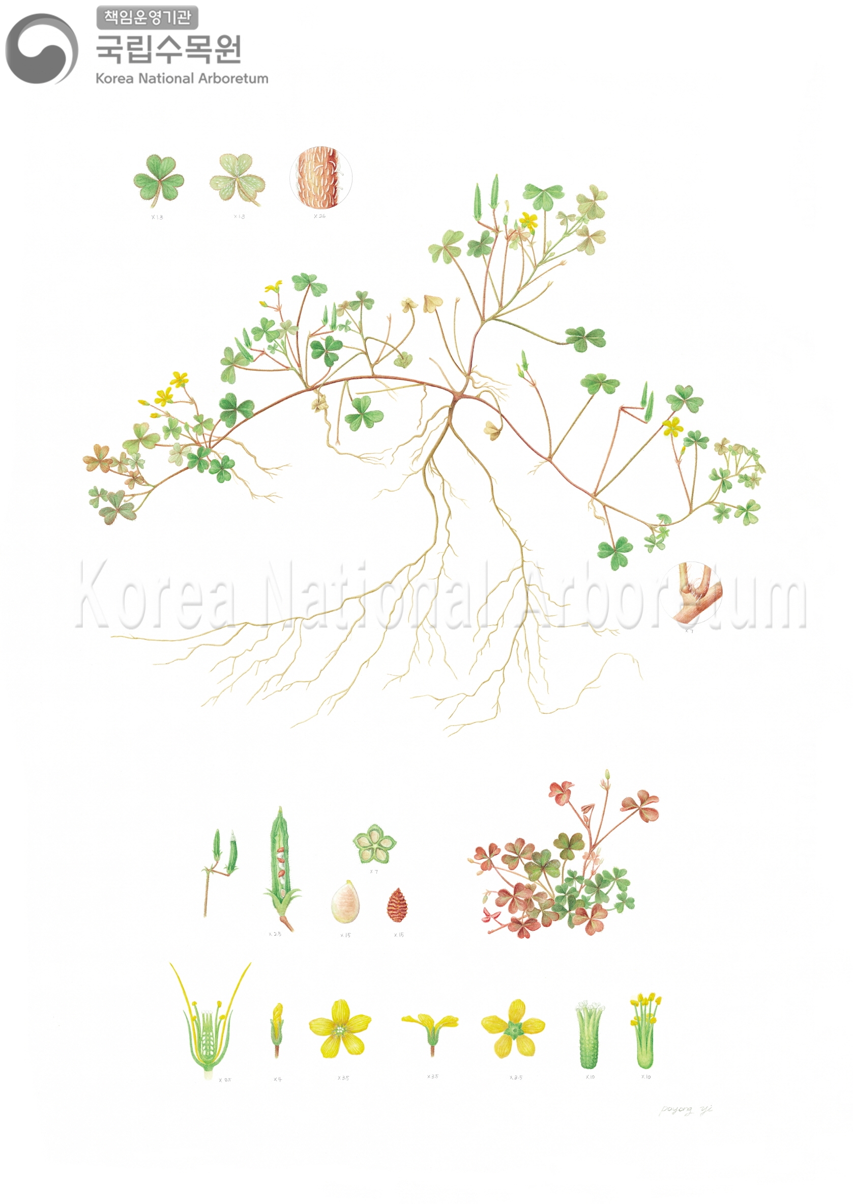 Plant Illustration Detailed View