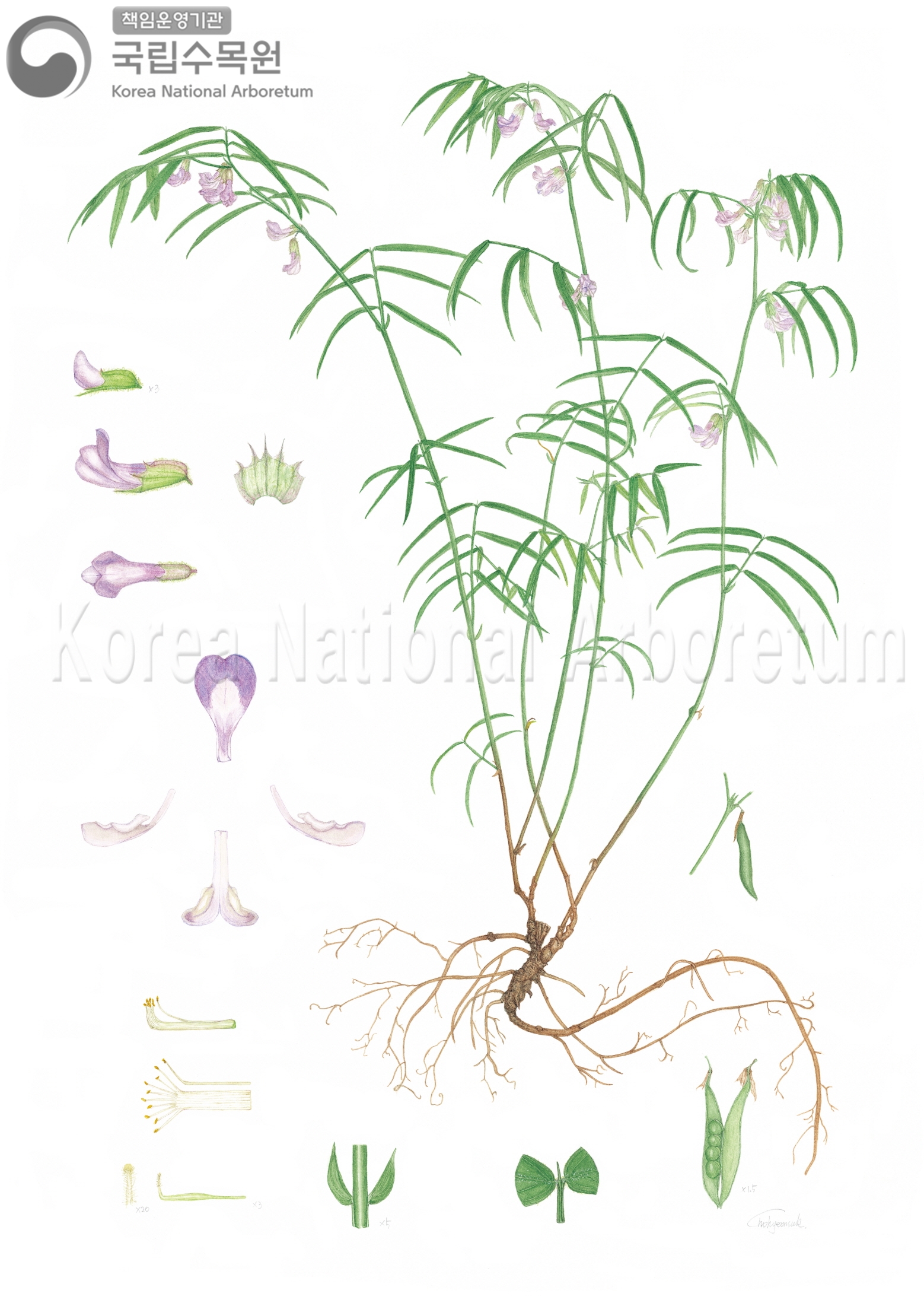 Plant Illustration Detailed View