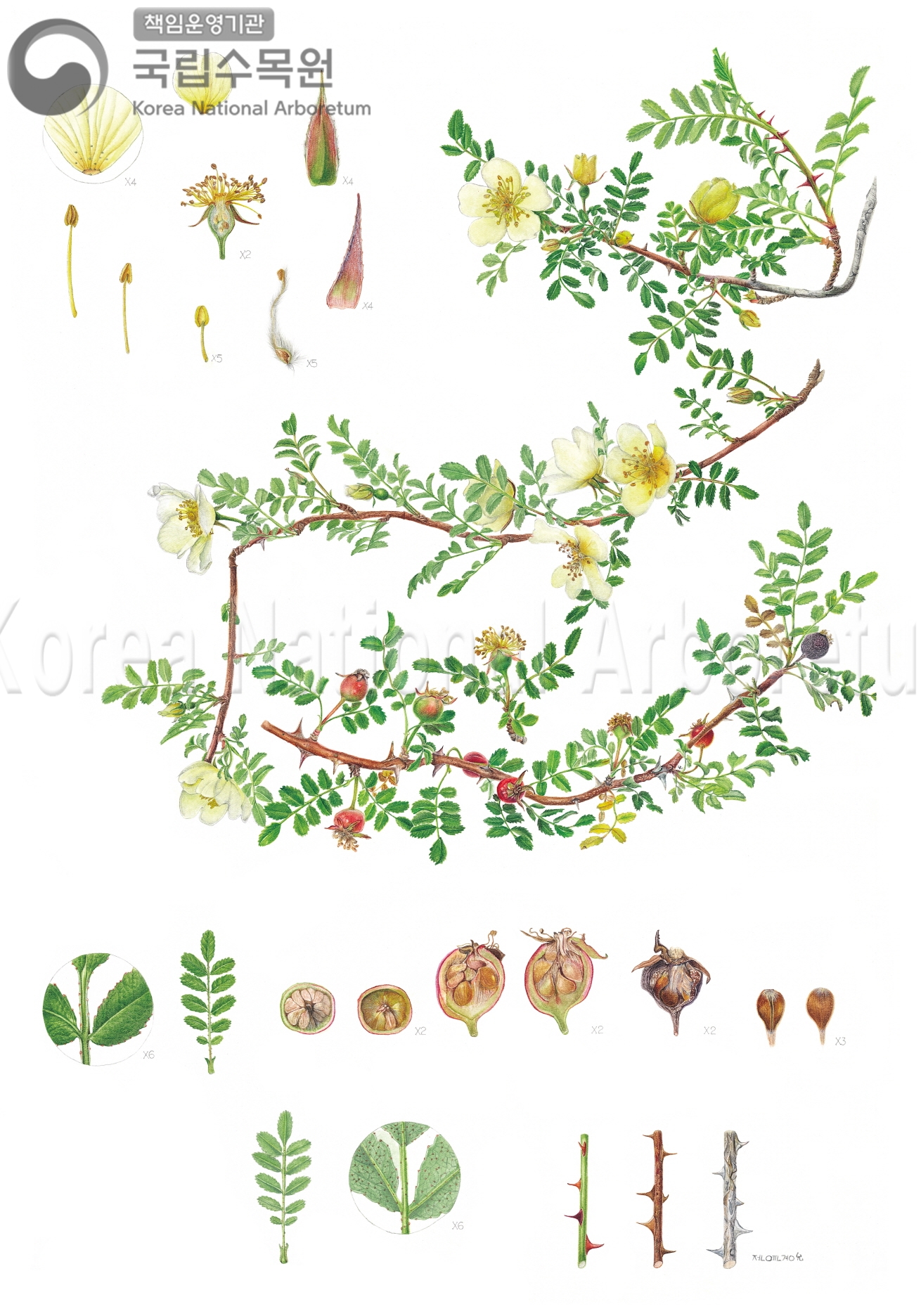 Plant Illustration Detailed View