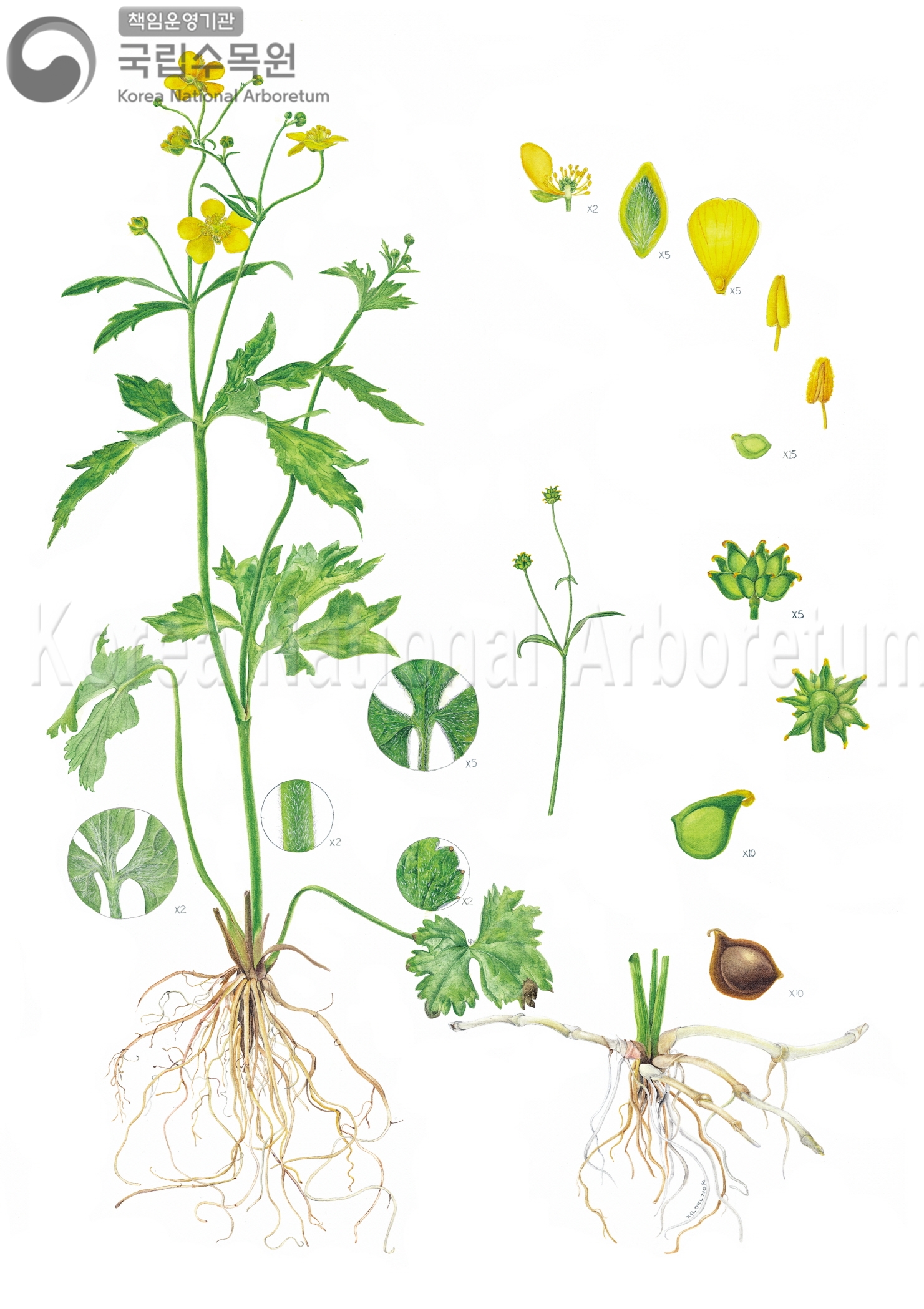 Plant Illustration Detailed View