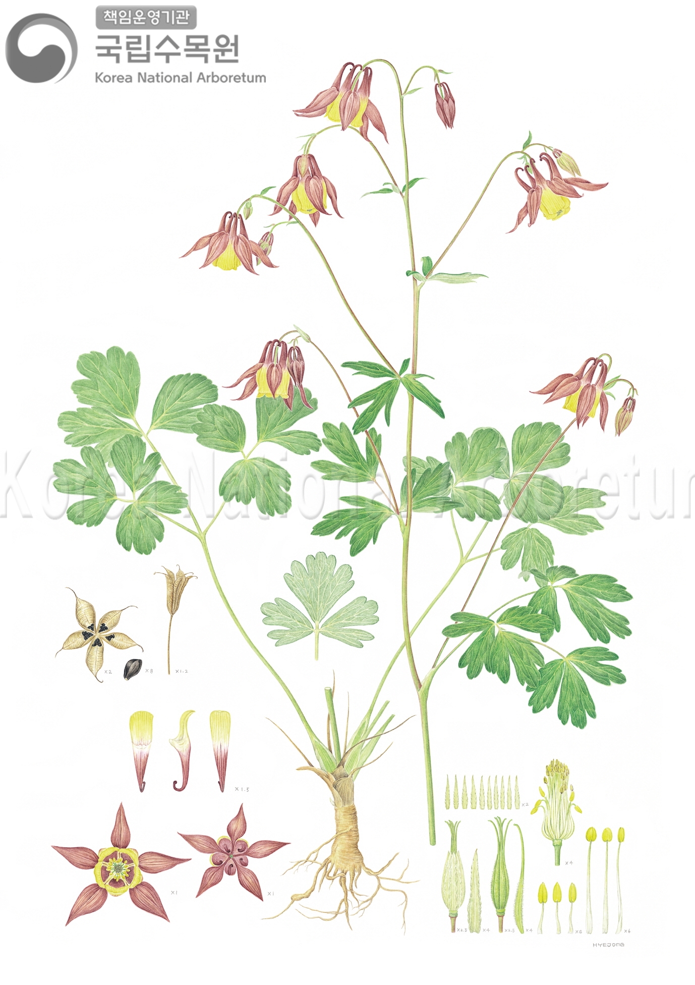 Plant Illustration Detailed View