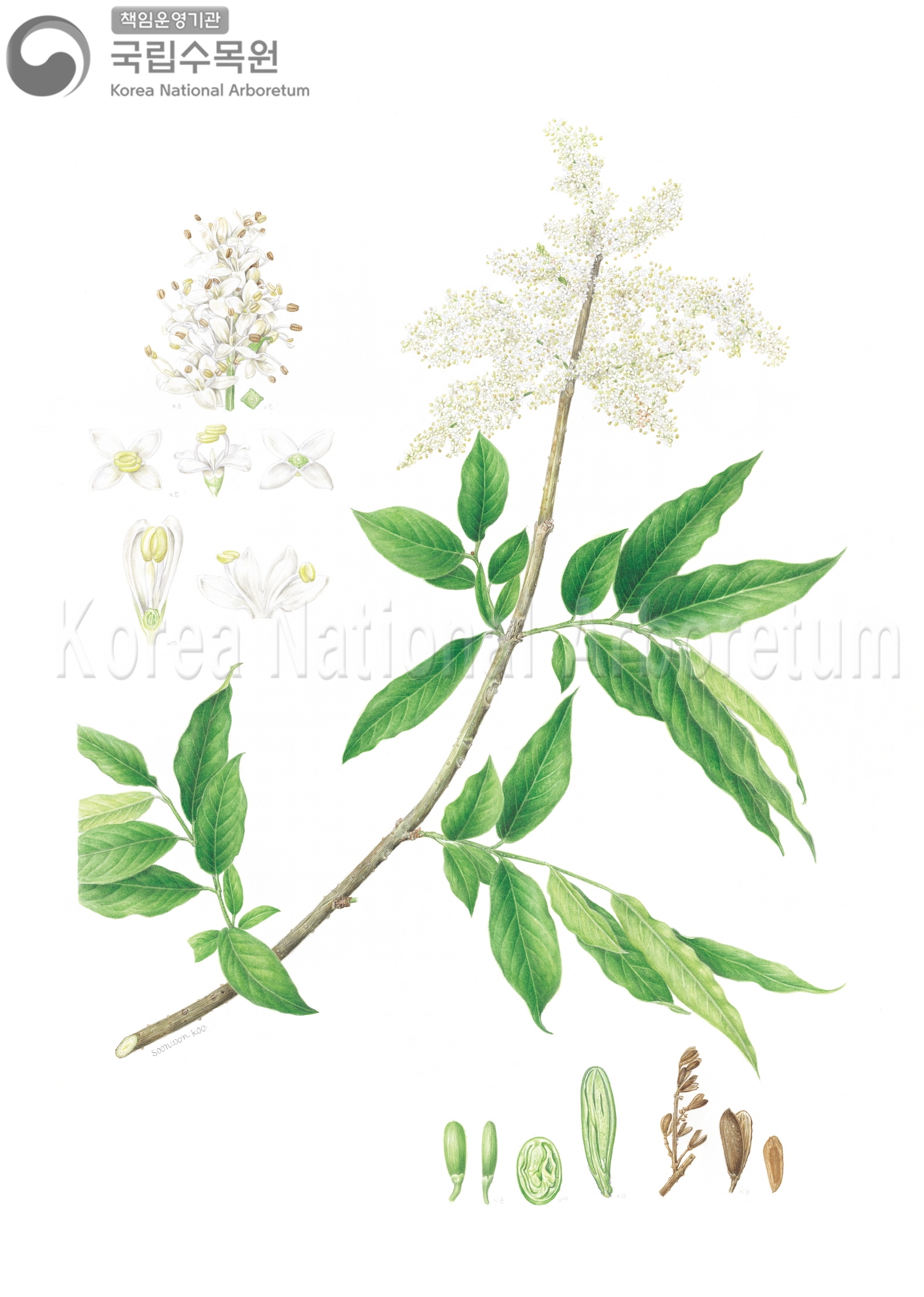 Plant Illustration Detailed View