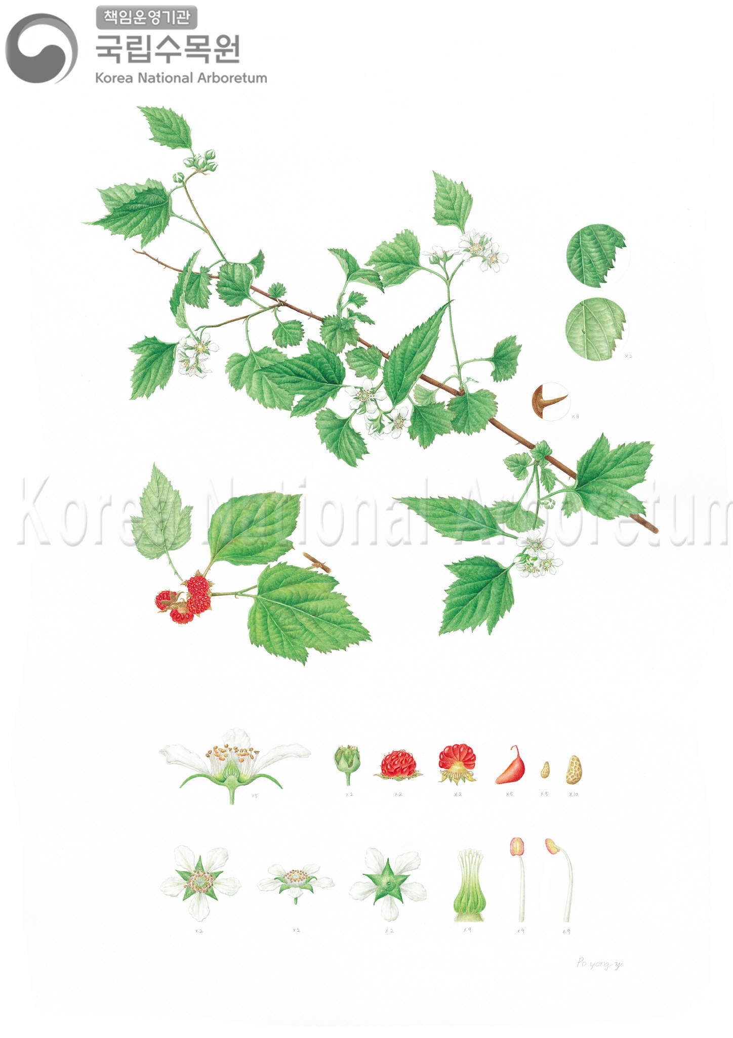 Plant Illustration Detailed View