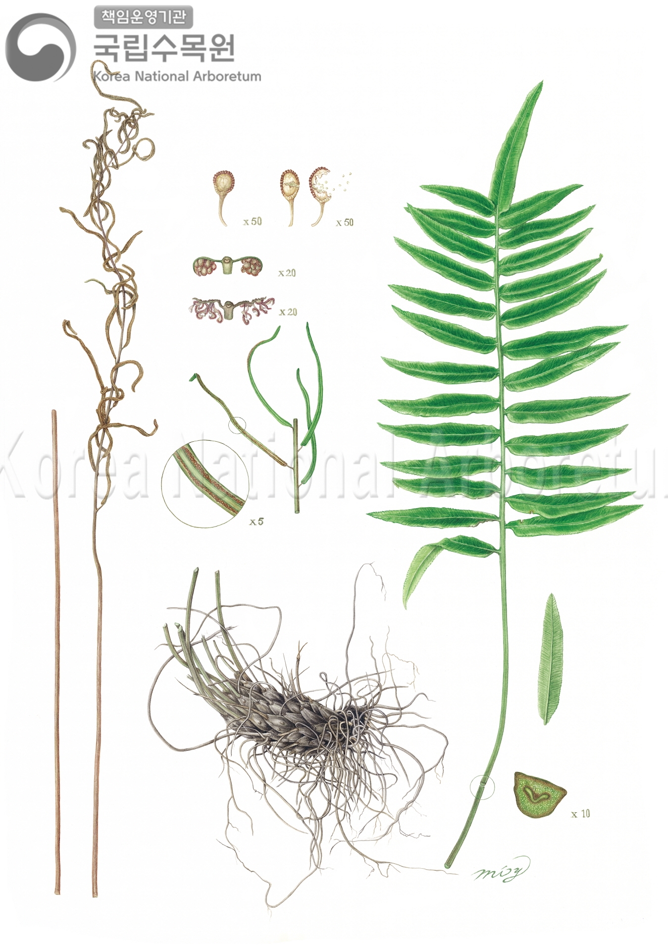 Plant Illustration Detailed View