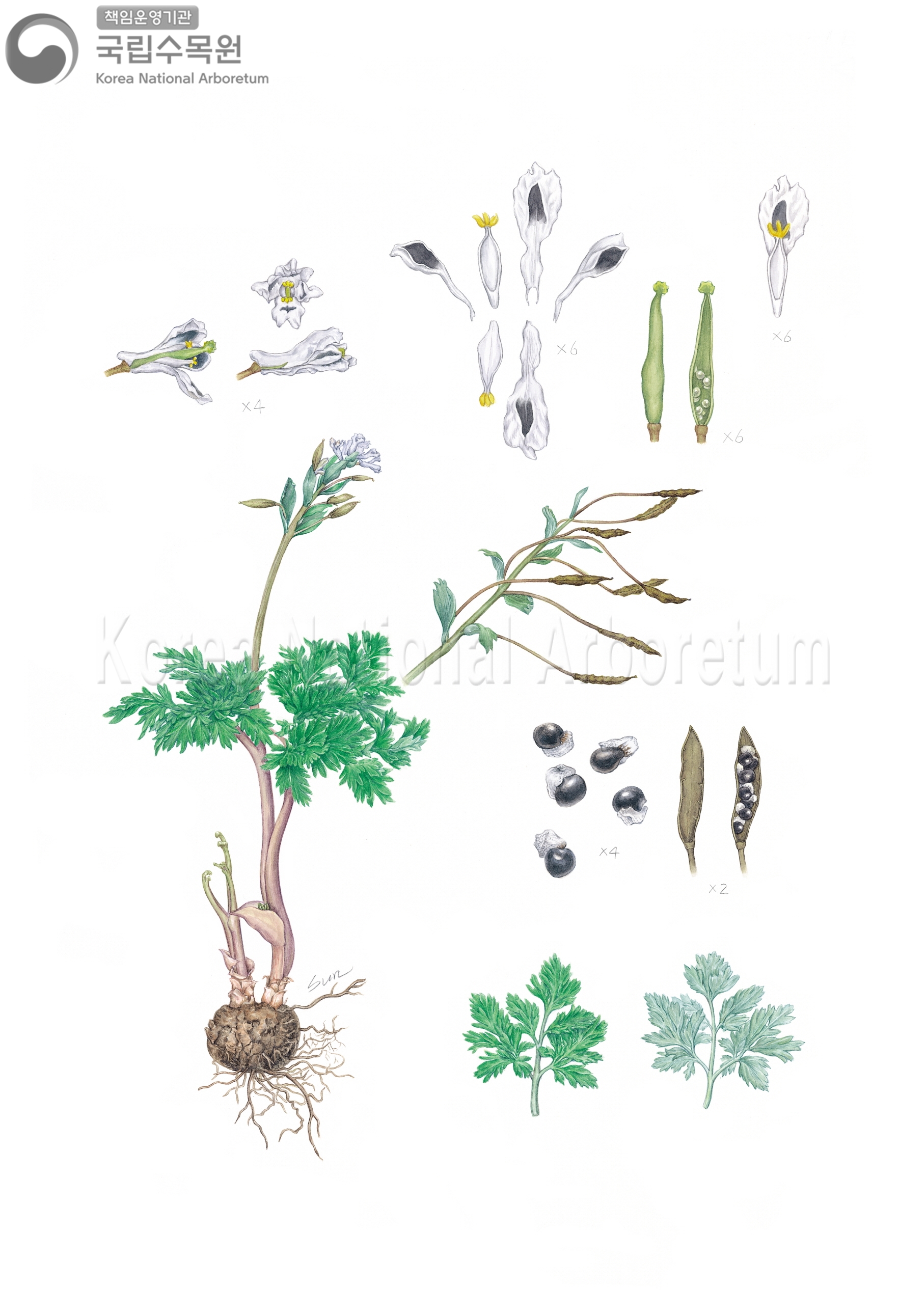 Plant Illustration Detailed View