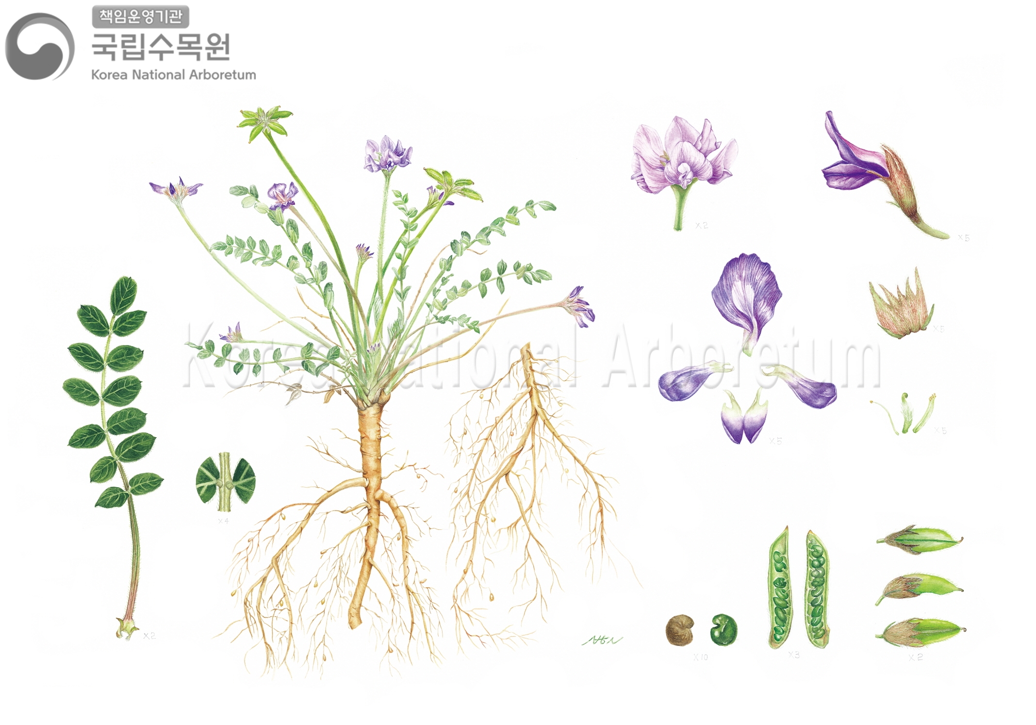 Plant Illustration Detailed View