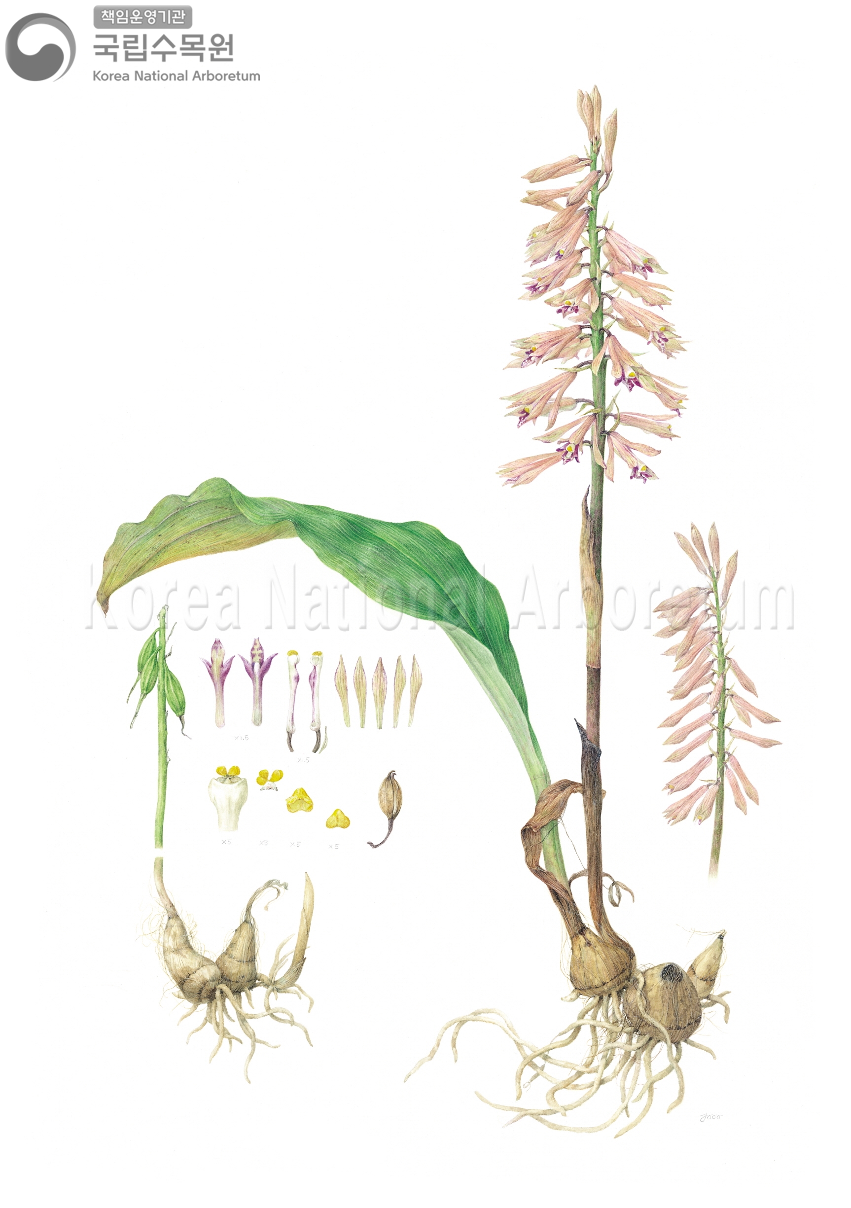 Plant Illustration Detailed View