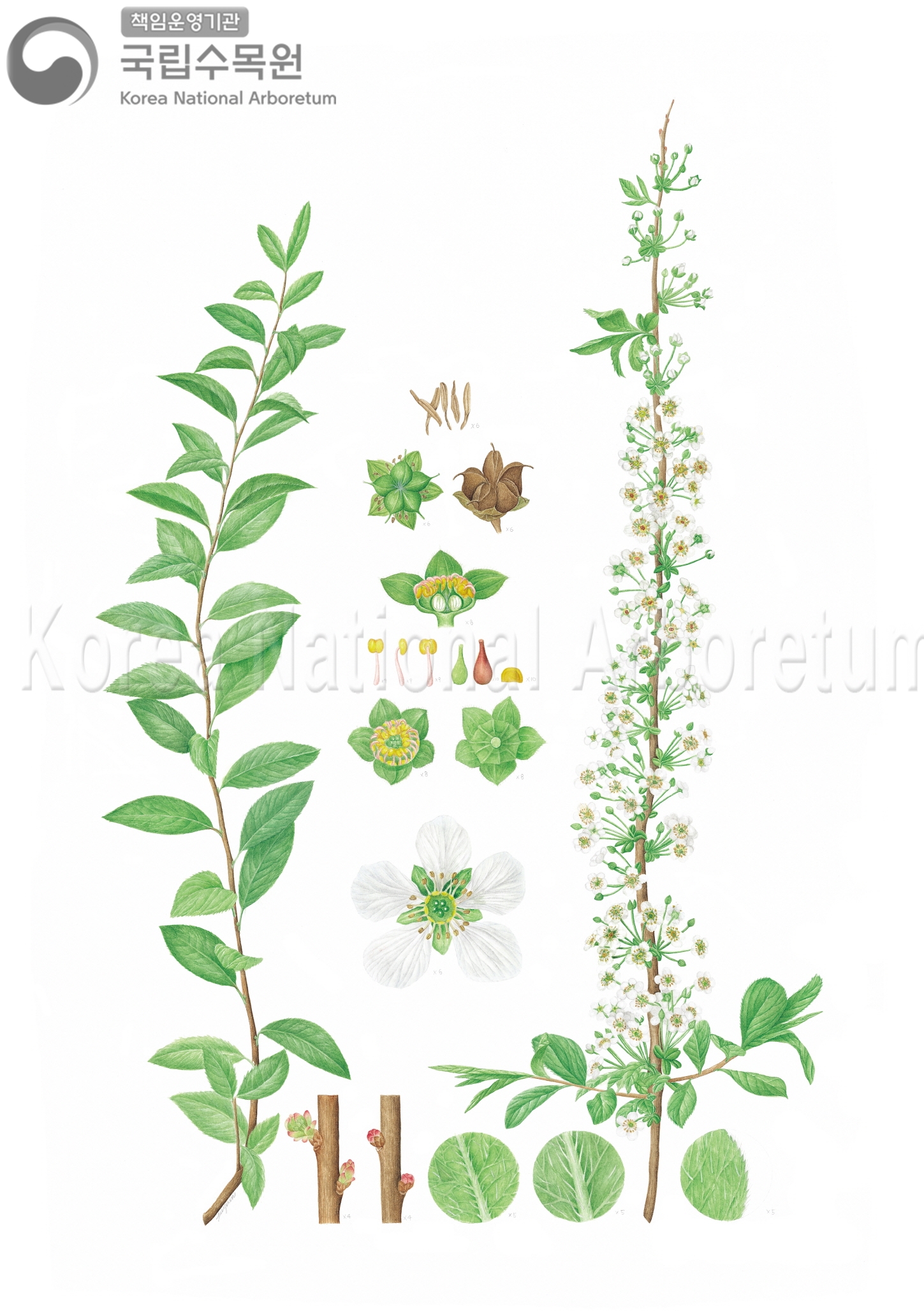 Plant Illustration Detailed View