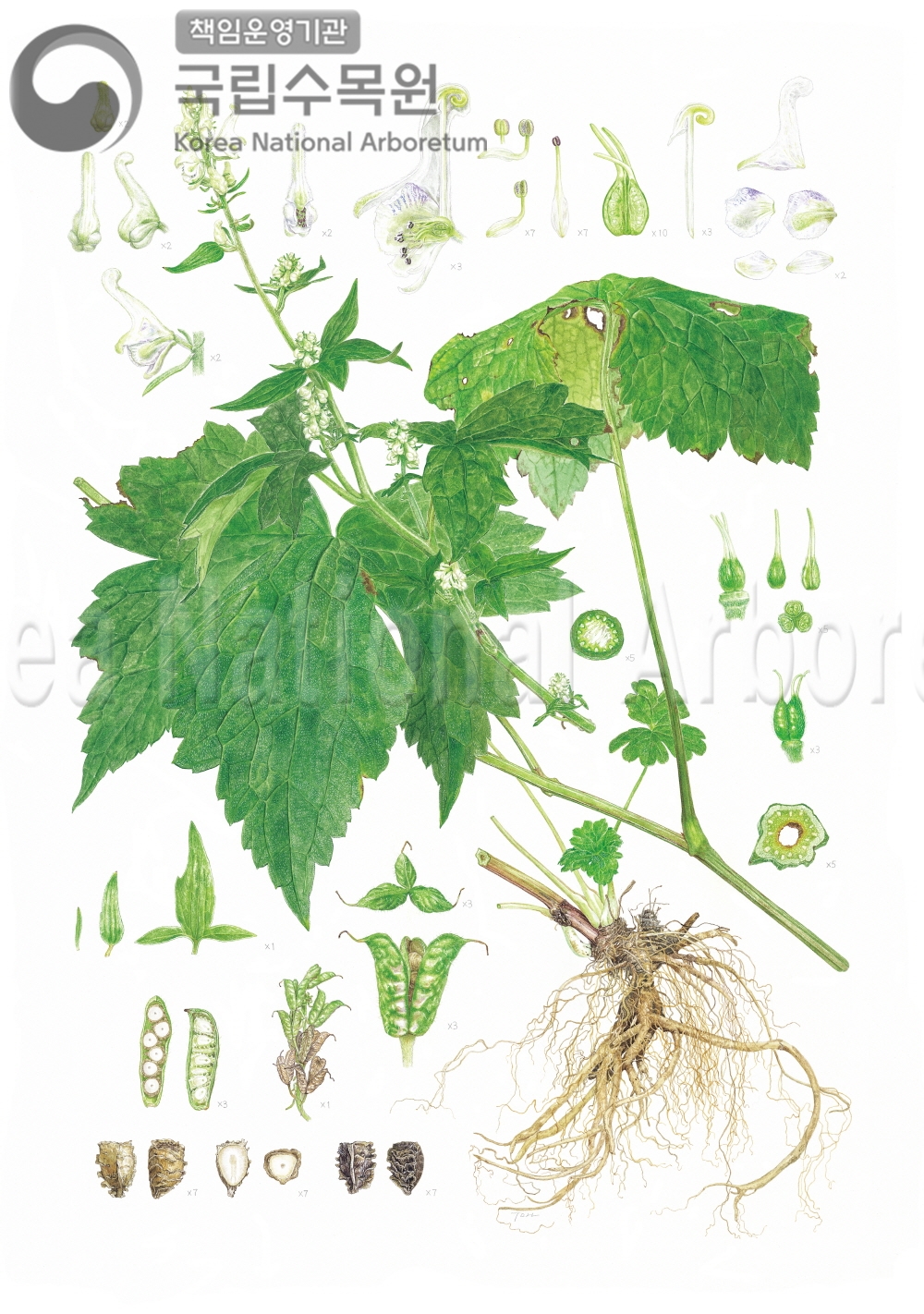 Plant Illustration Detailed View