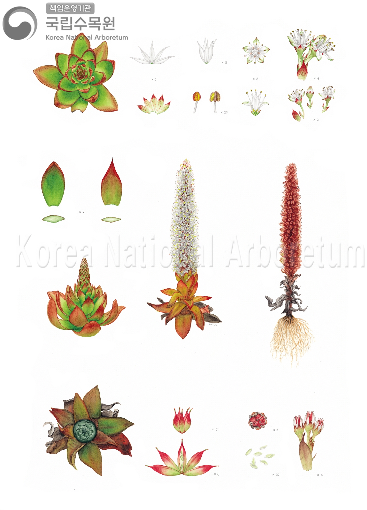 Plant Illustration Detailed View