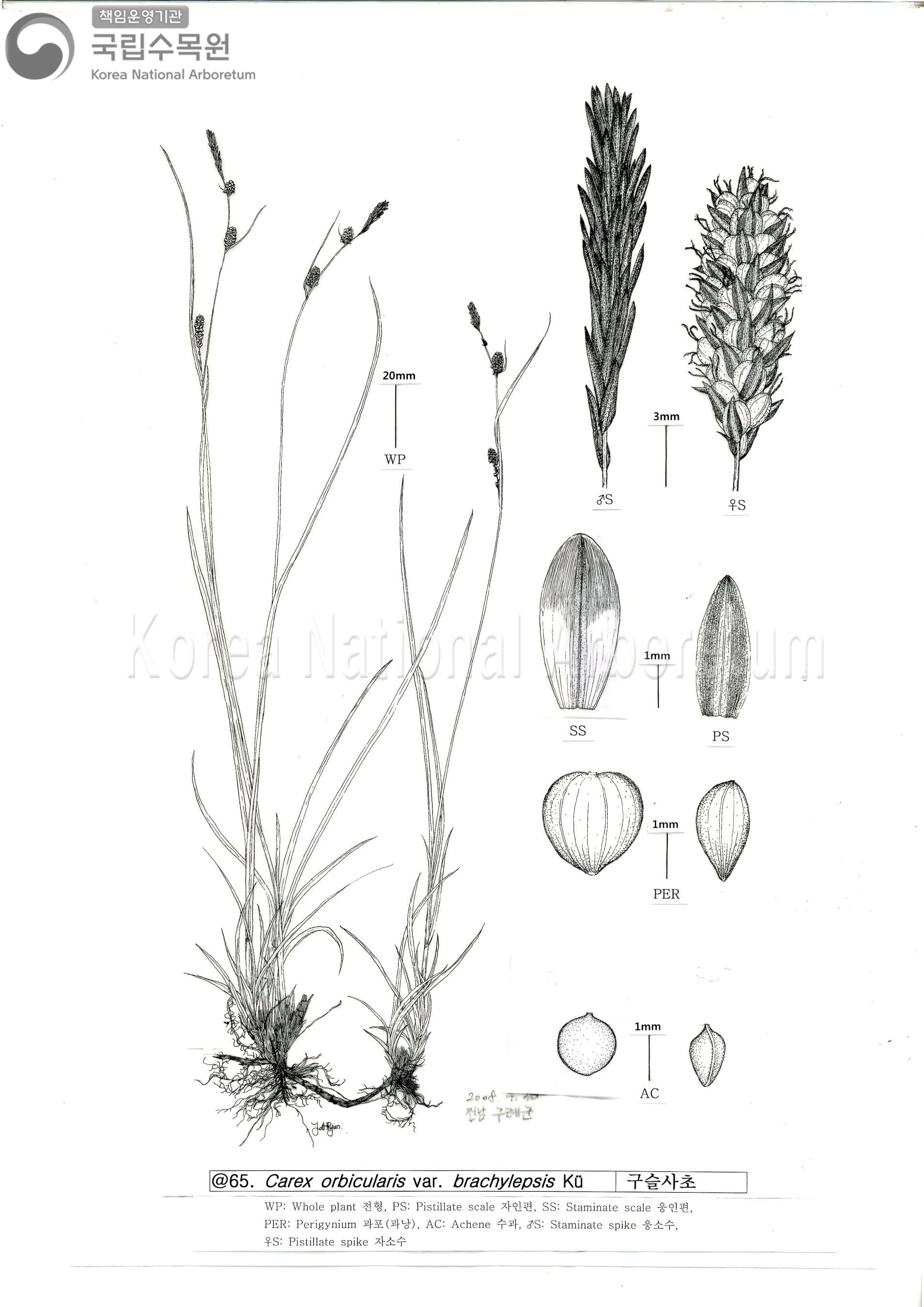 Plant Illustration Detailed View