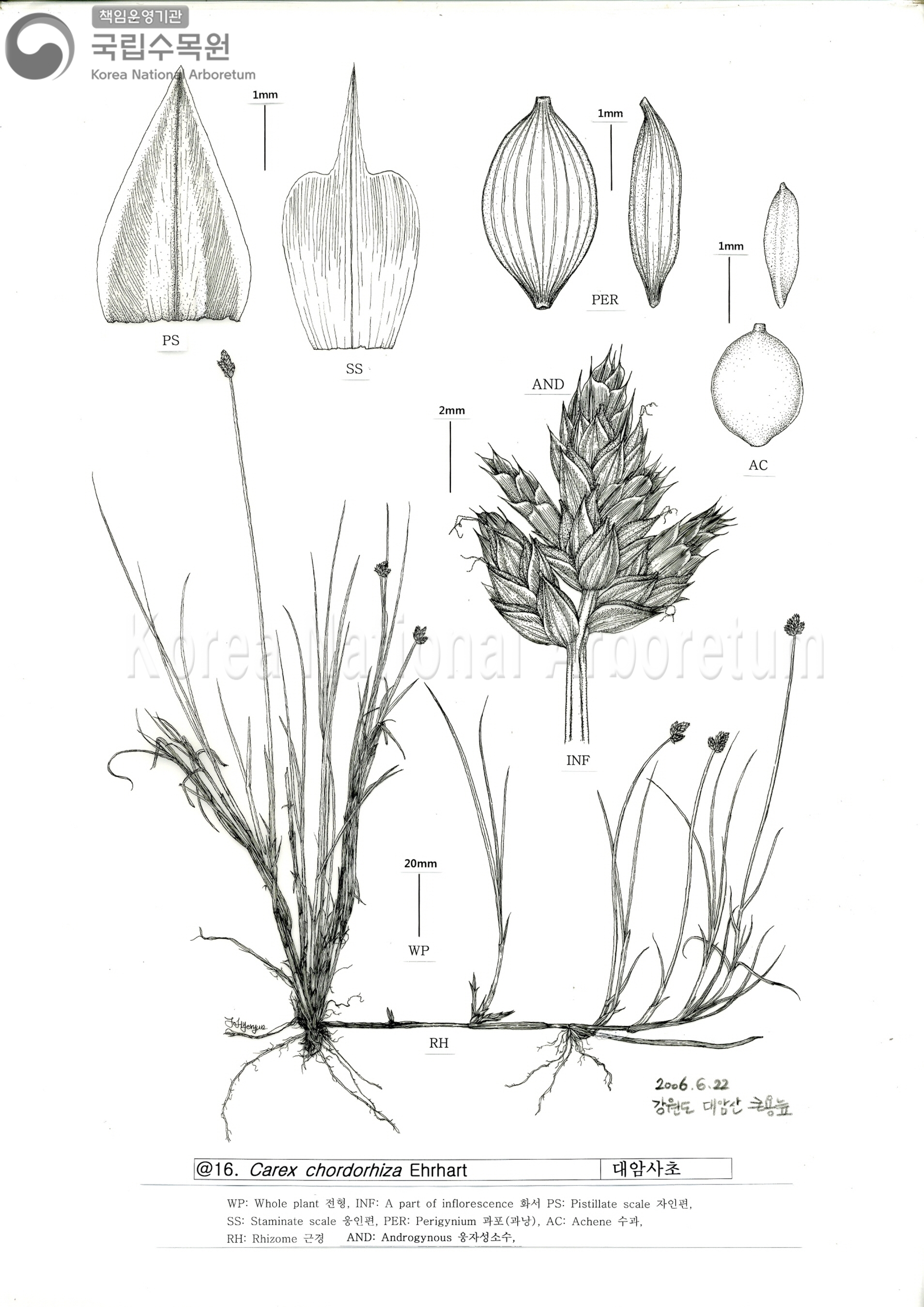 Plant Illustration Detailed View