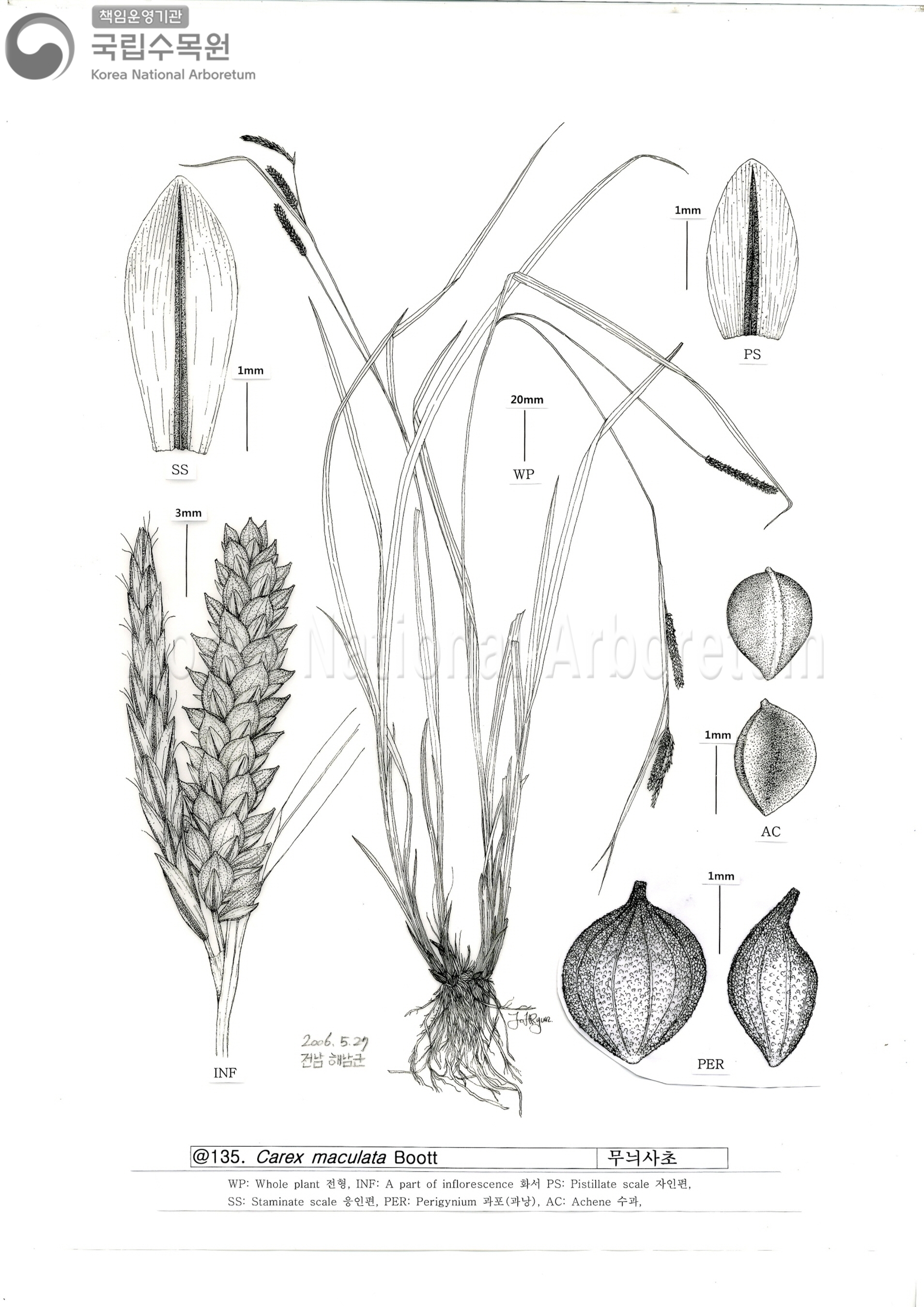 Plant Illustration Detailed View