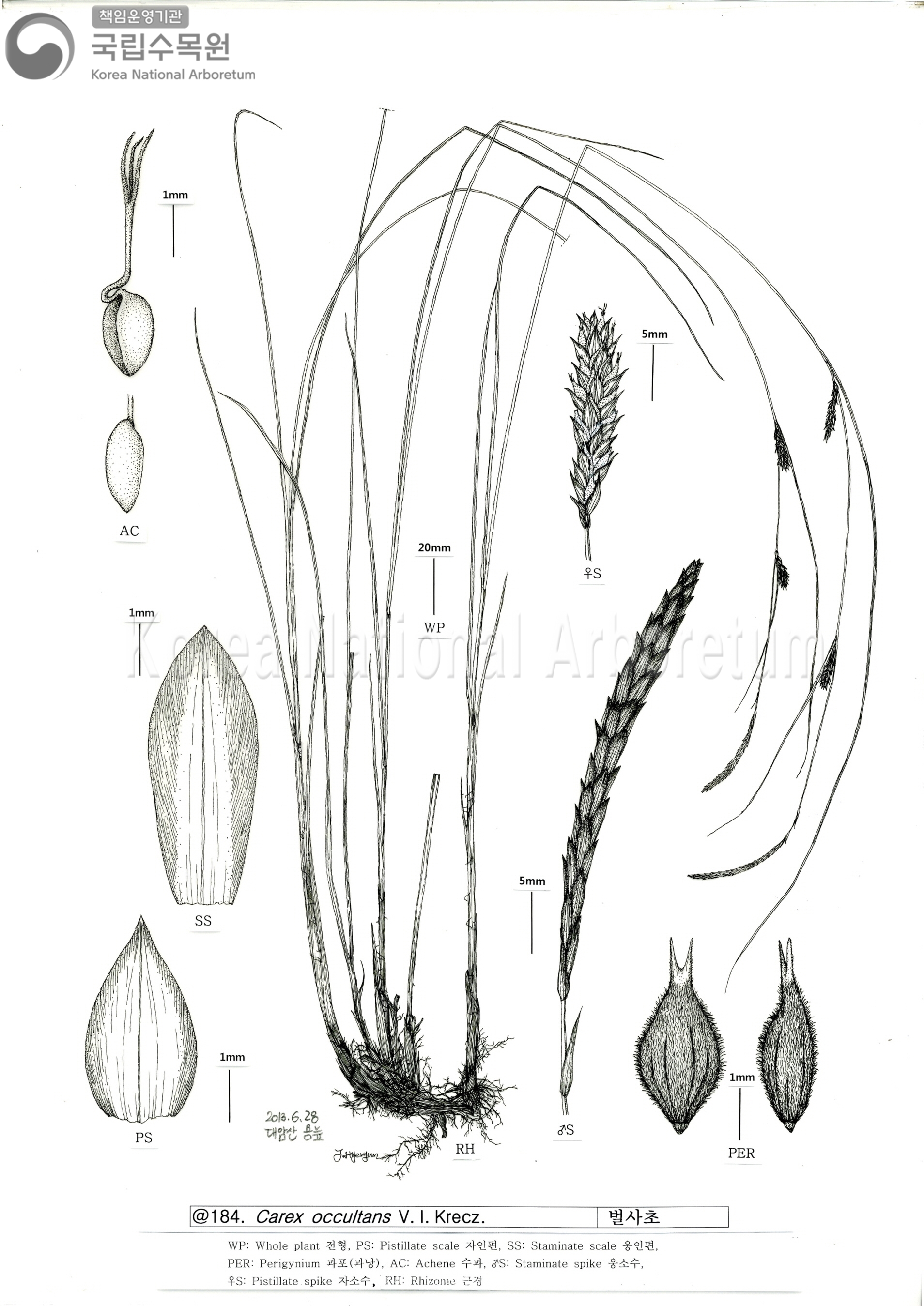 Plant Illustration Detailed View