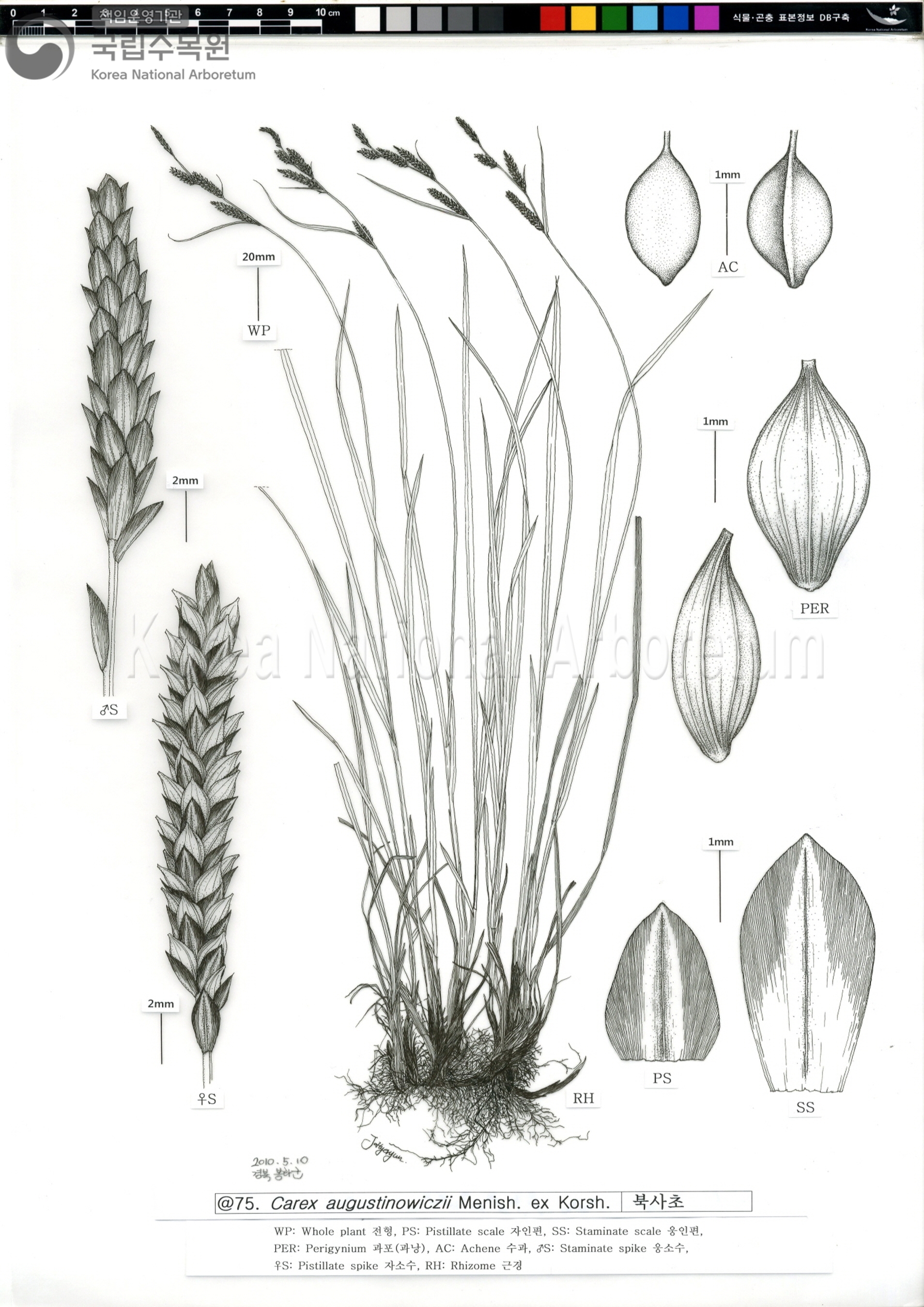 Plant Illustration Detailed View