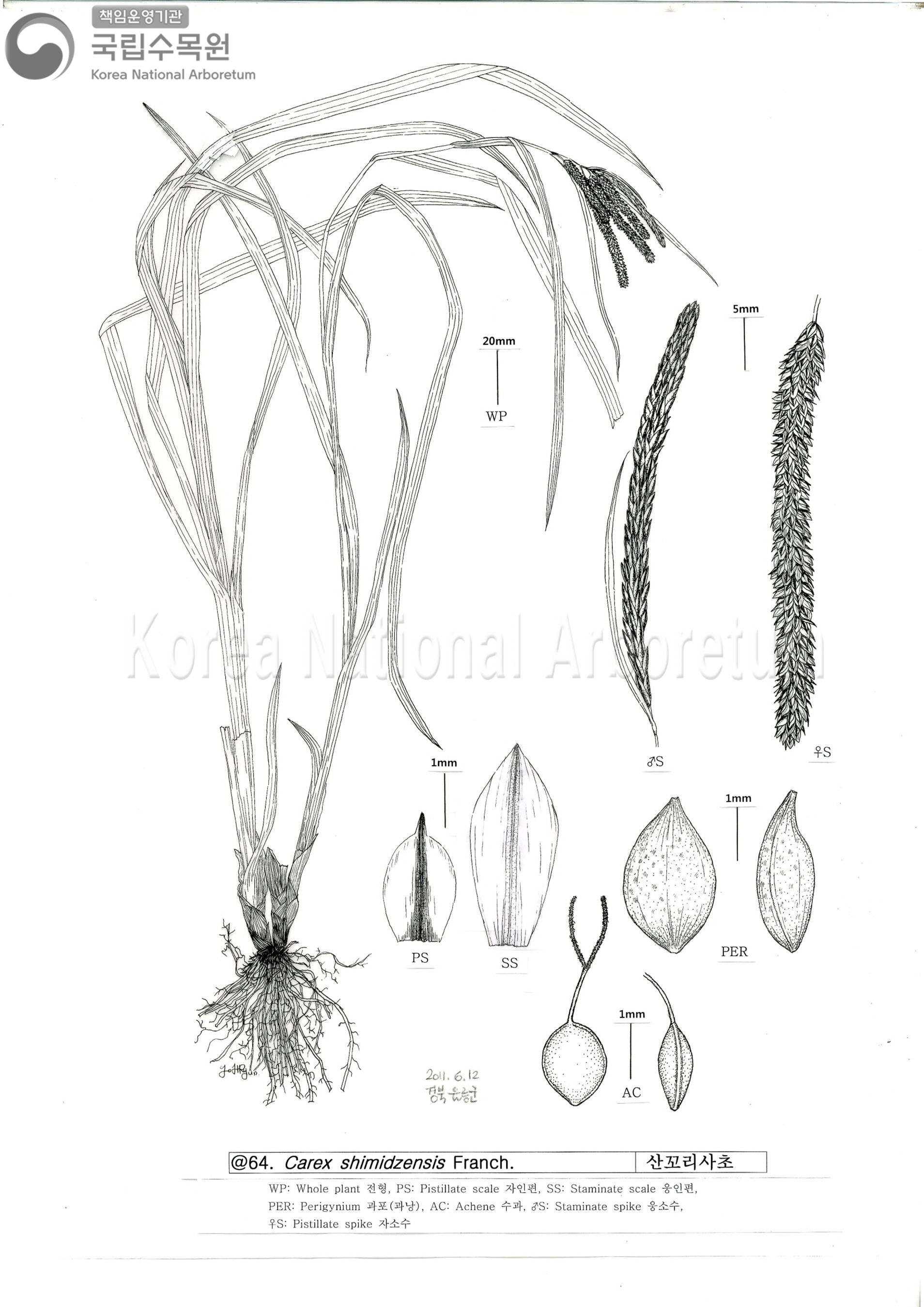 Plant Illustration Detailed View