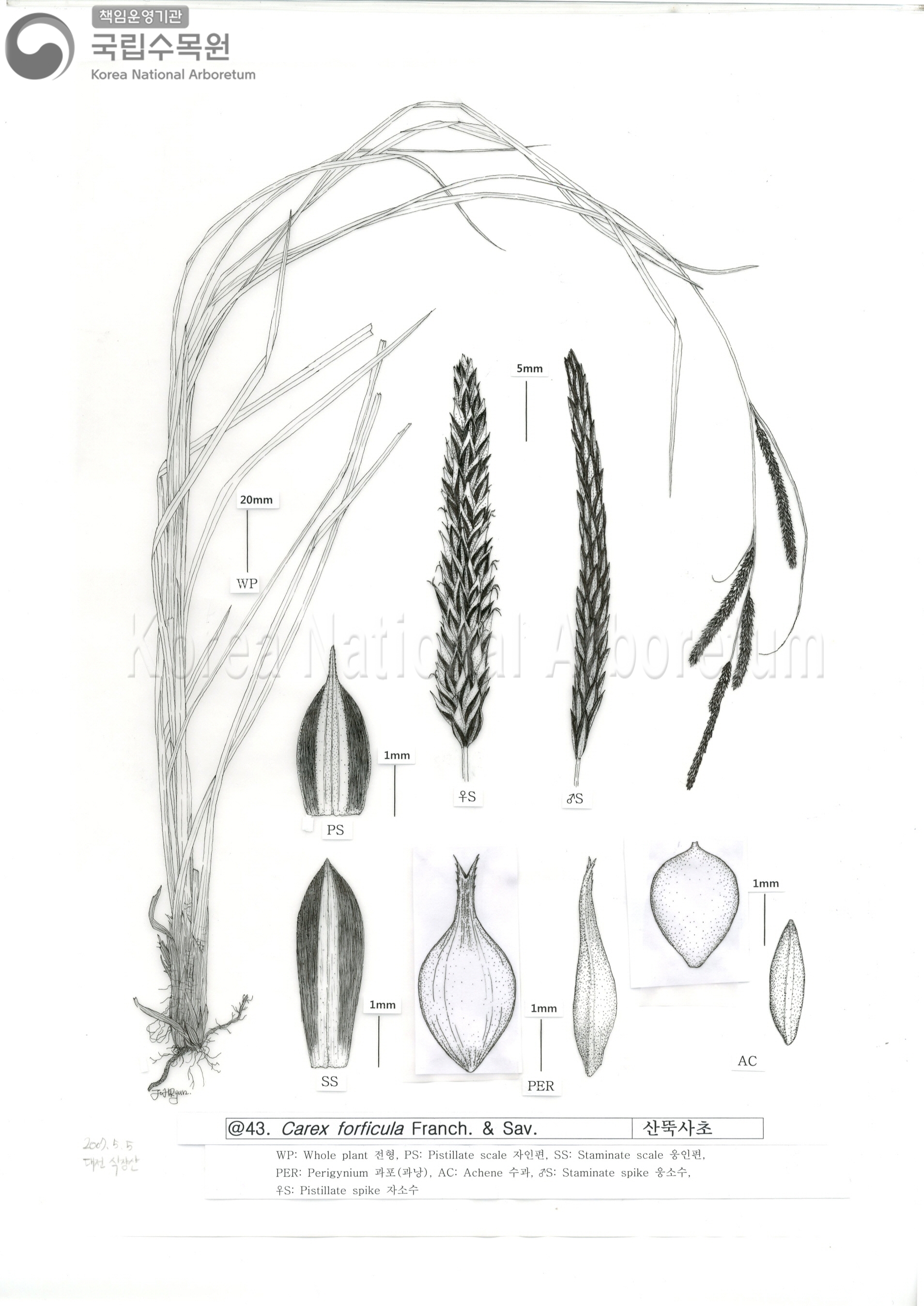 Plant Illustration Detailed View