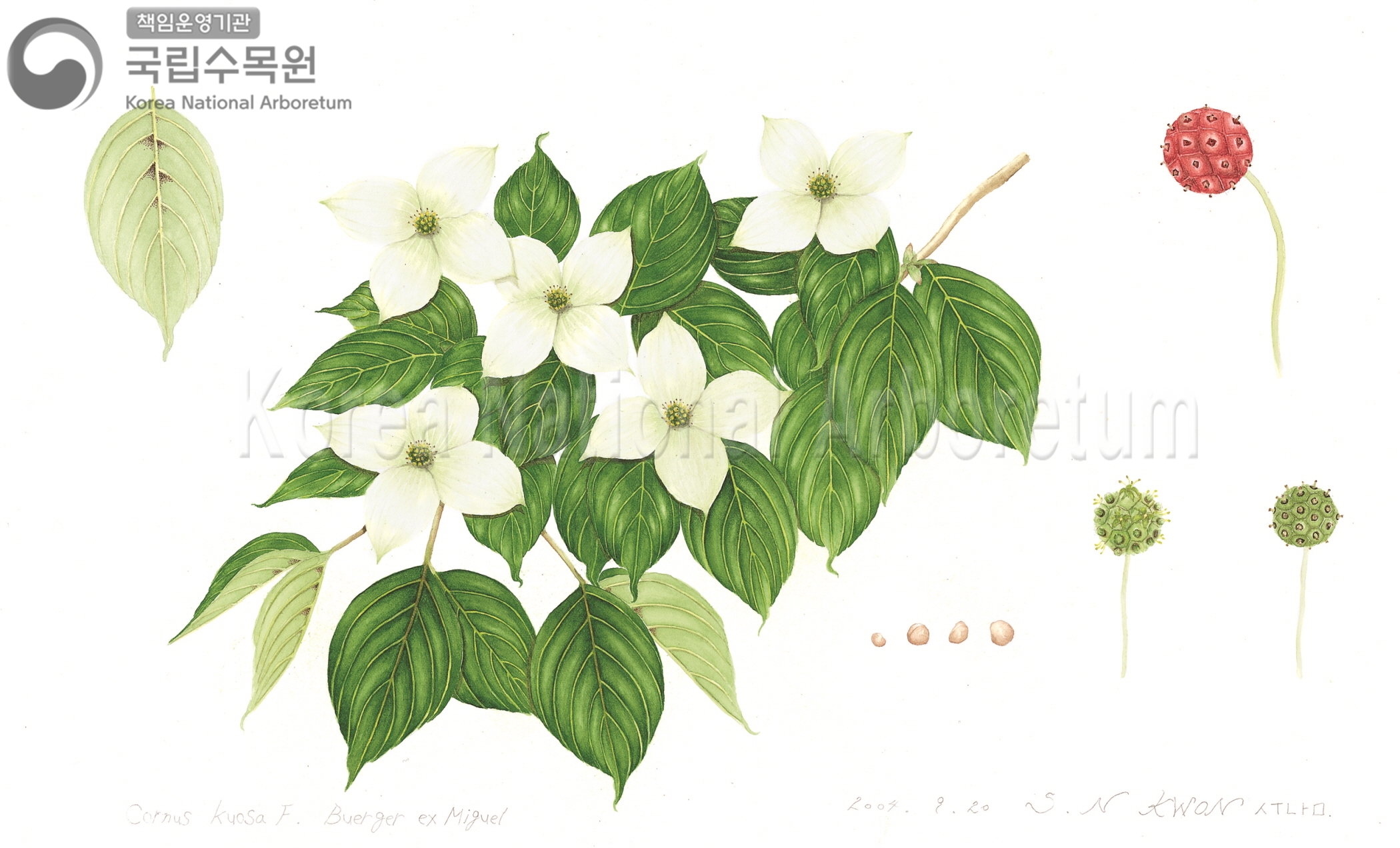 Plant Illustration Detailed View