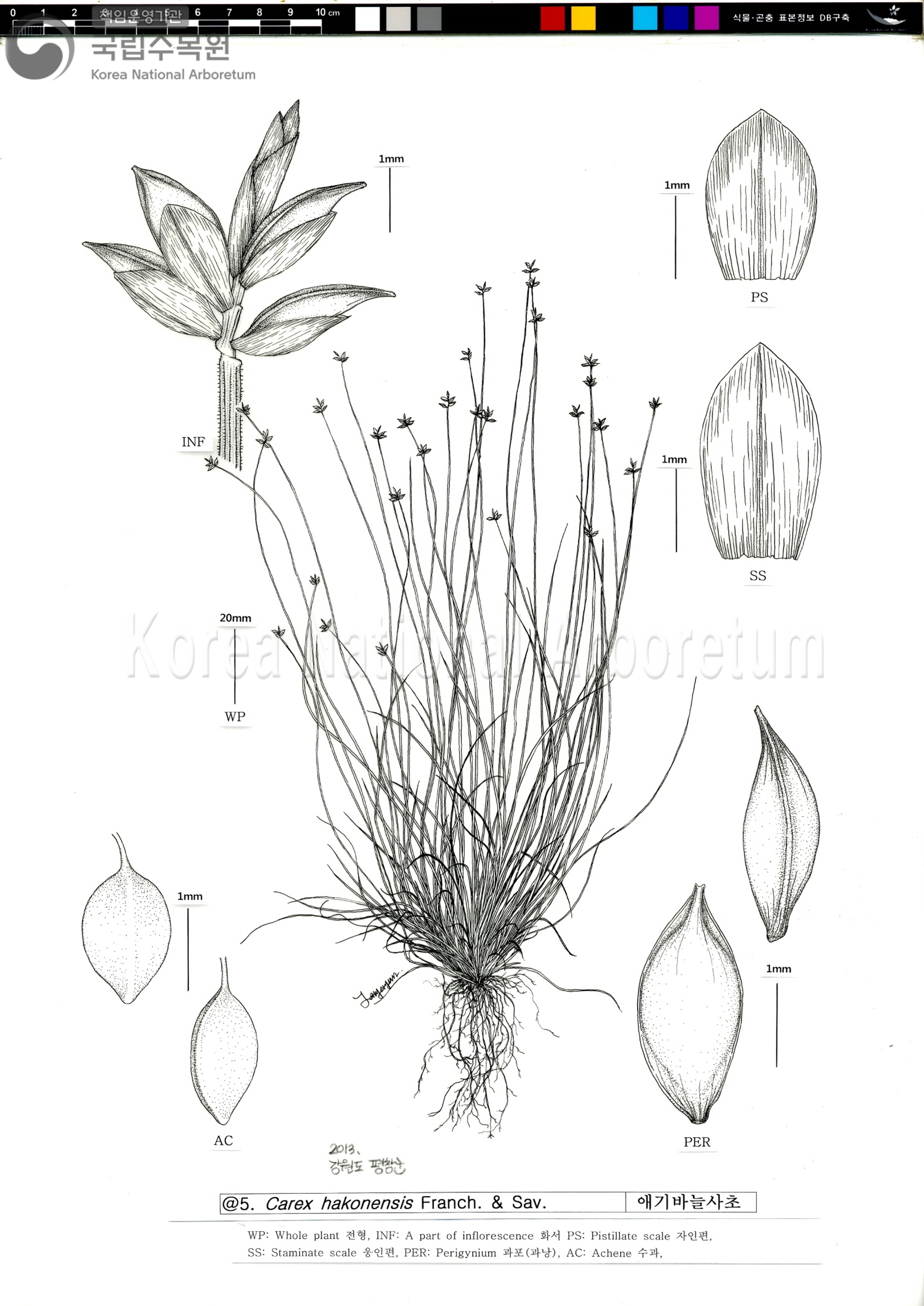 Plant Illustration Detailed View