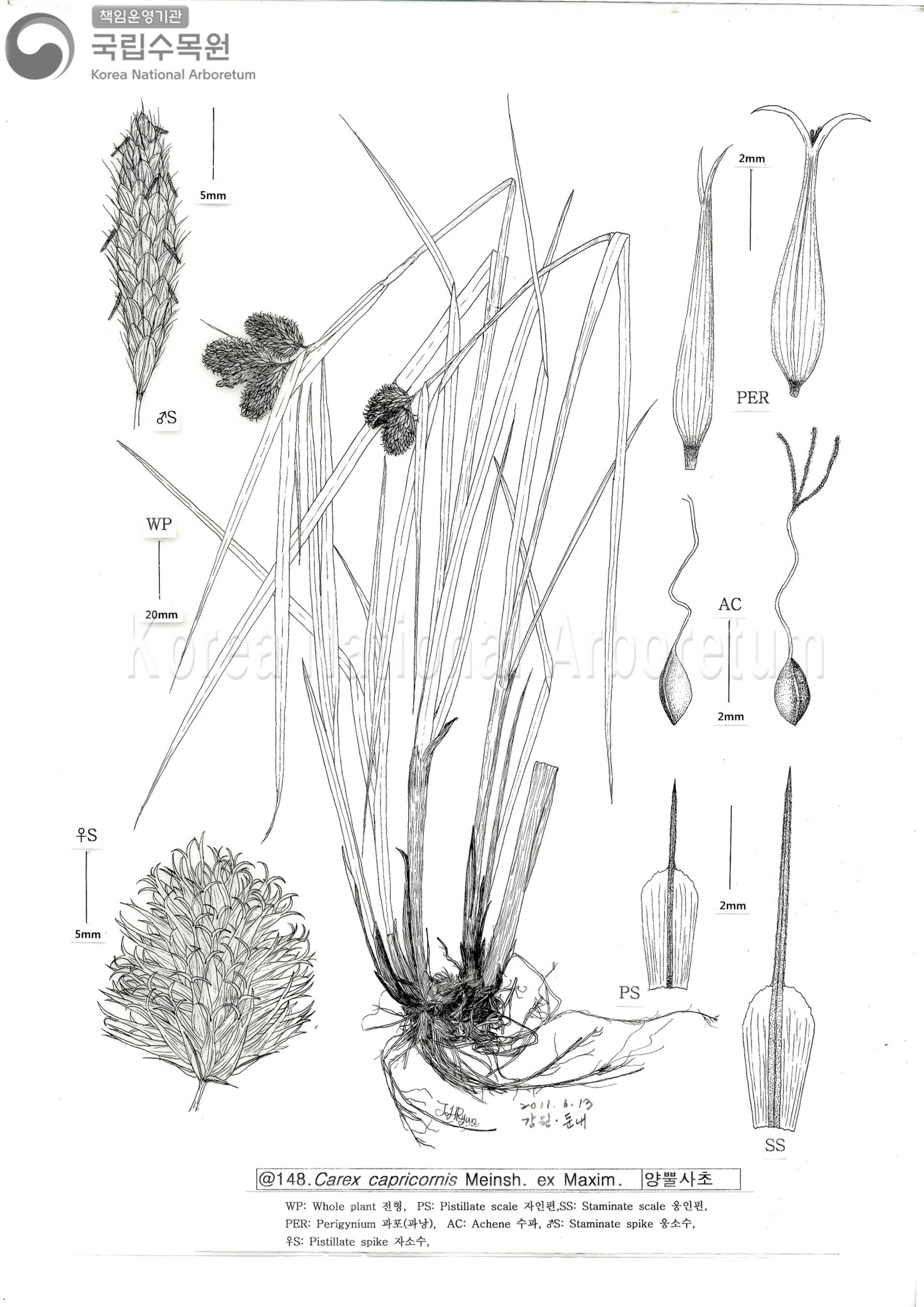 Plant Illustration Detailed View